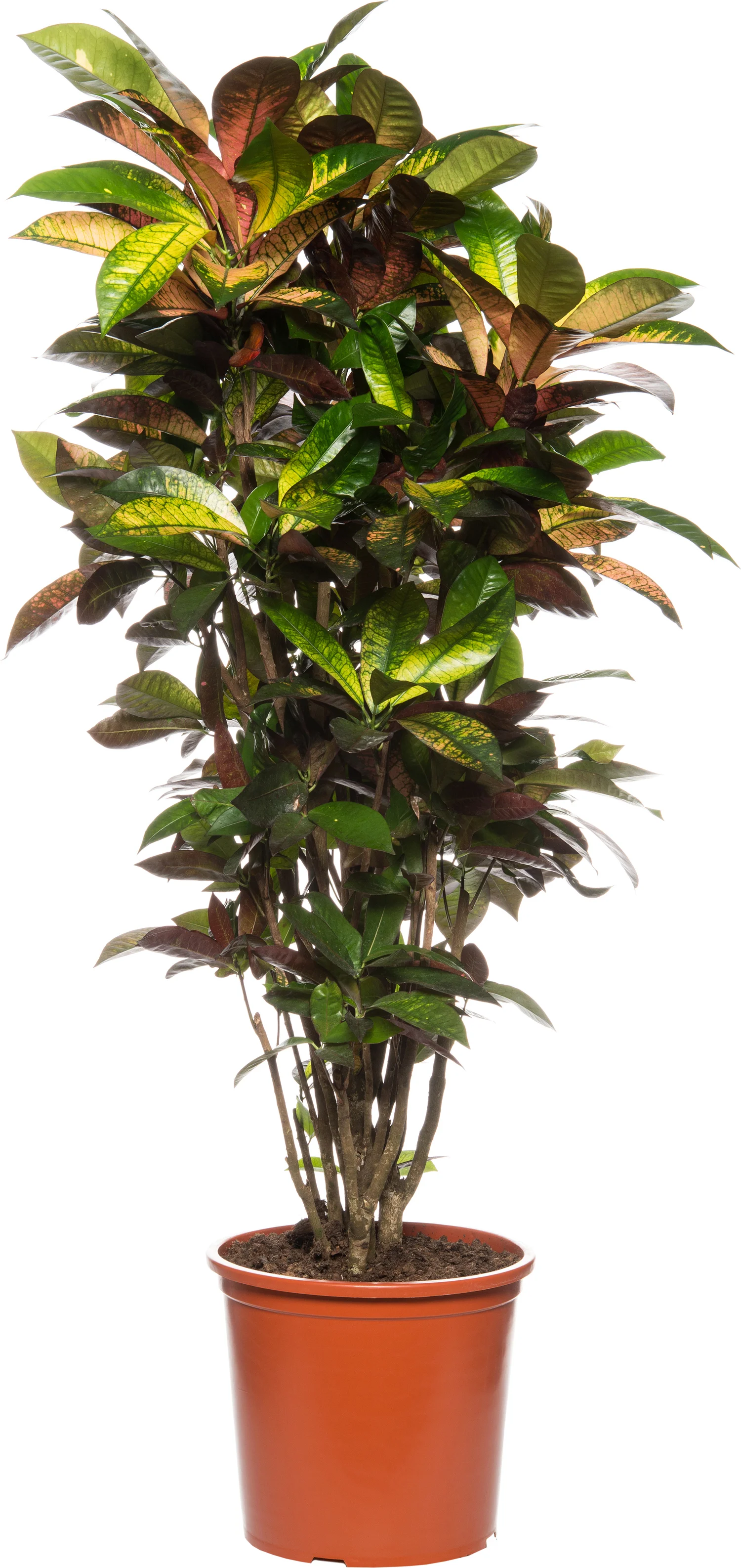 Croton (Codiaeum variegatum 'Mrs Iceton') D 31 H 140 cm