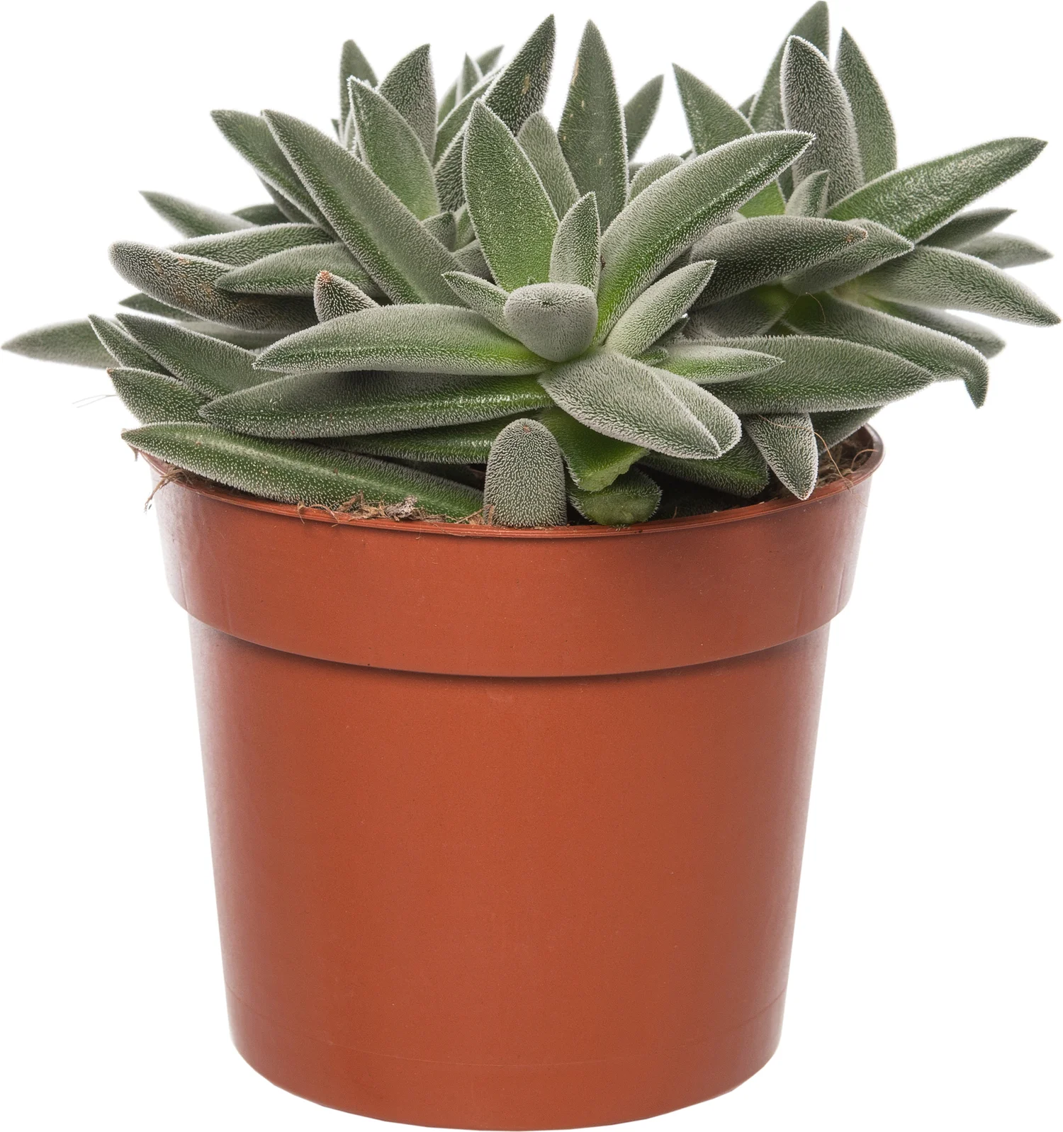 Crassula (Crassula tenelli) D 10,5 H 15 cm