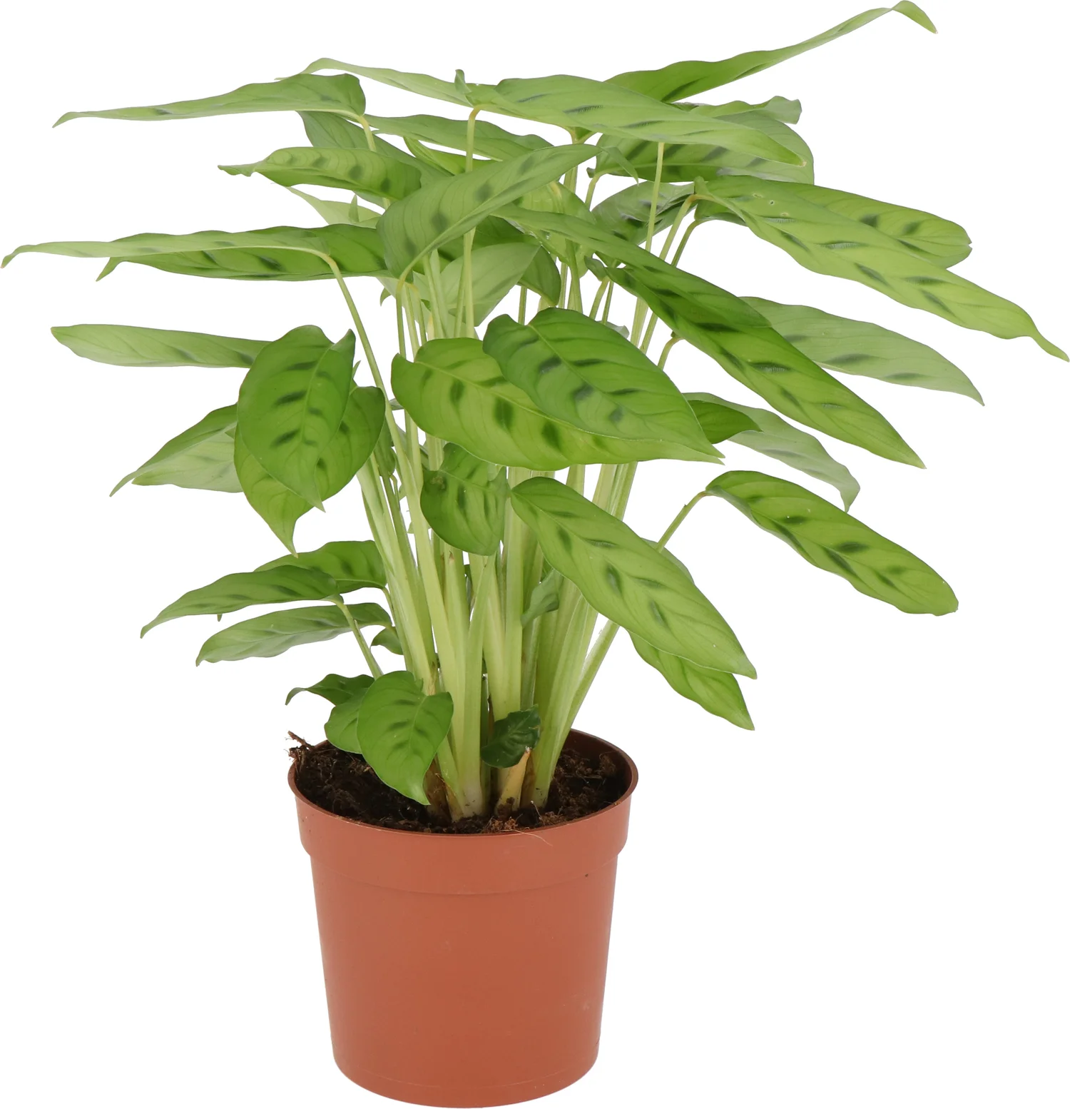 Calathea (Calathea leopardina) D 12 H 35 cm