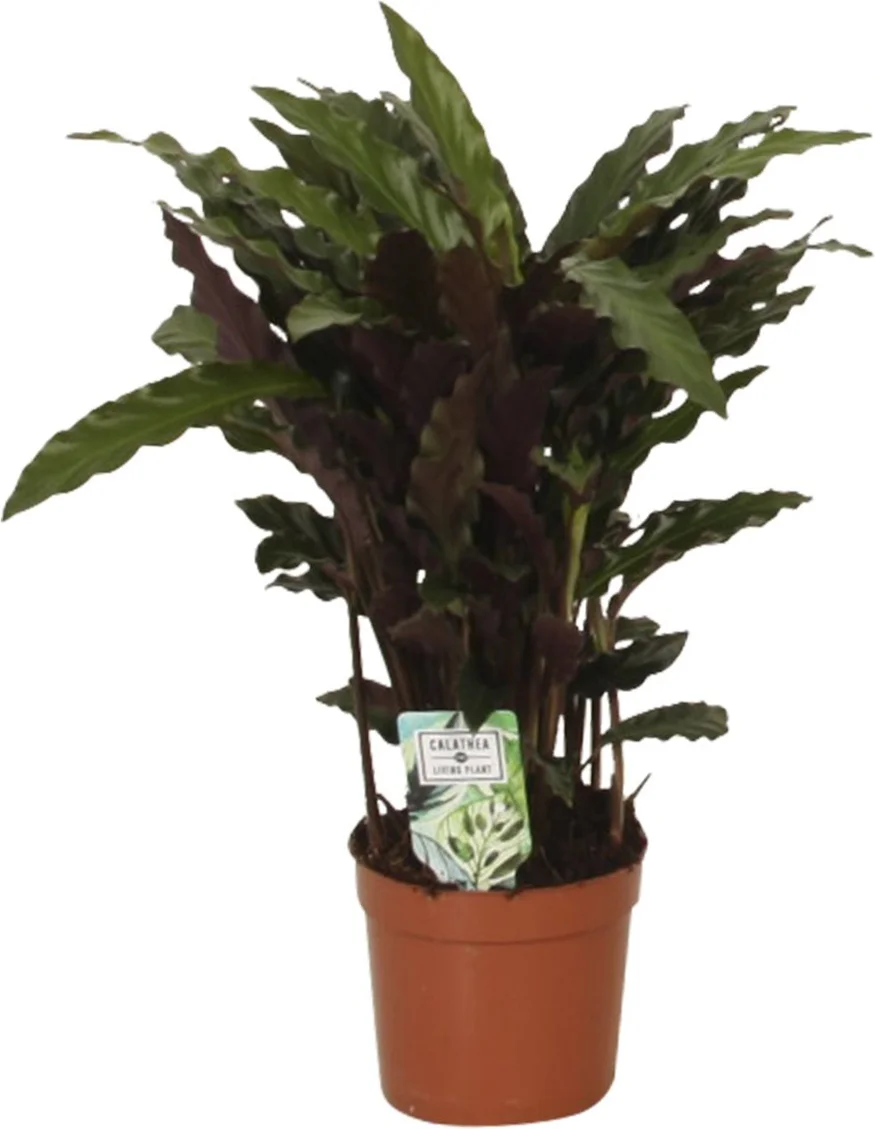 Calathea (Calathea rufibarba 'Elgergrass') D 12 H 35 cm