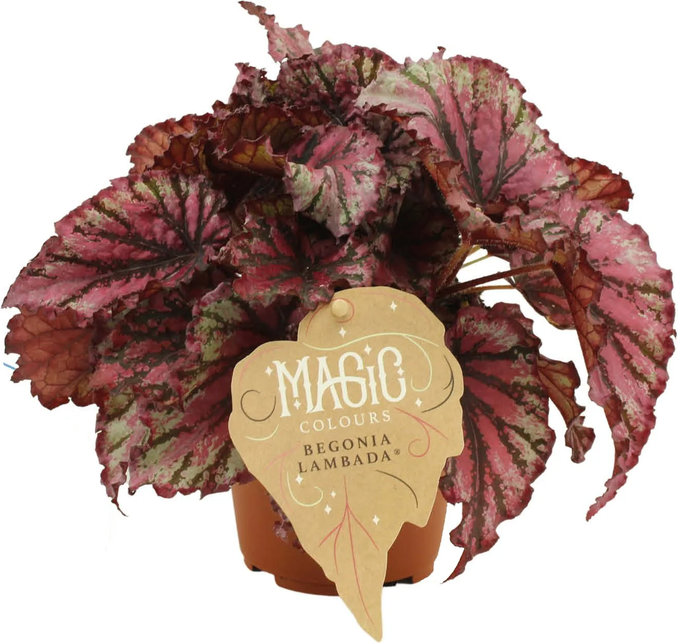 Bladbegonia (Begonia rex (MC) 'Lambada') D 12 H 25 cm
