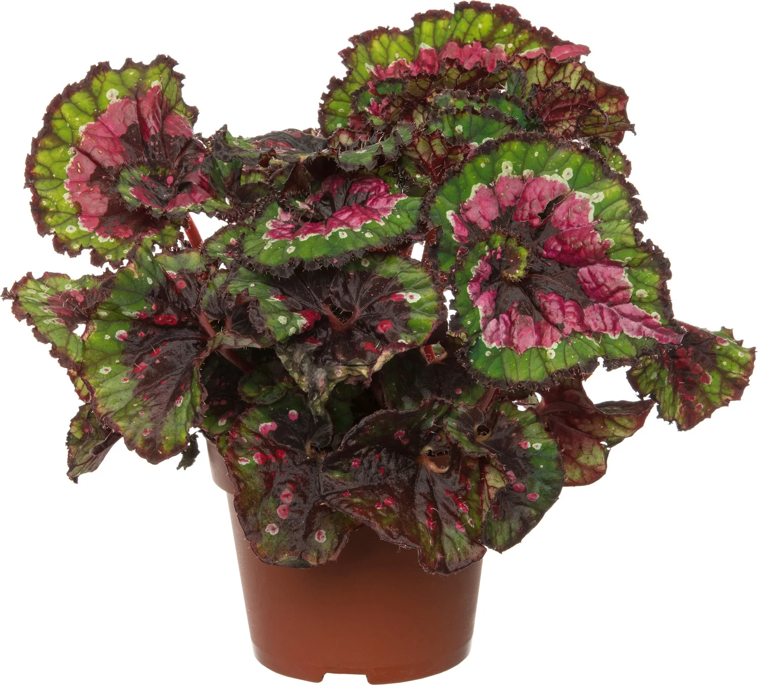 Bladbegonia (Begonia rex (MC) 'Macarena') D 13 H 25 cm