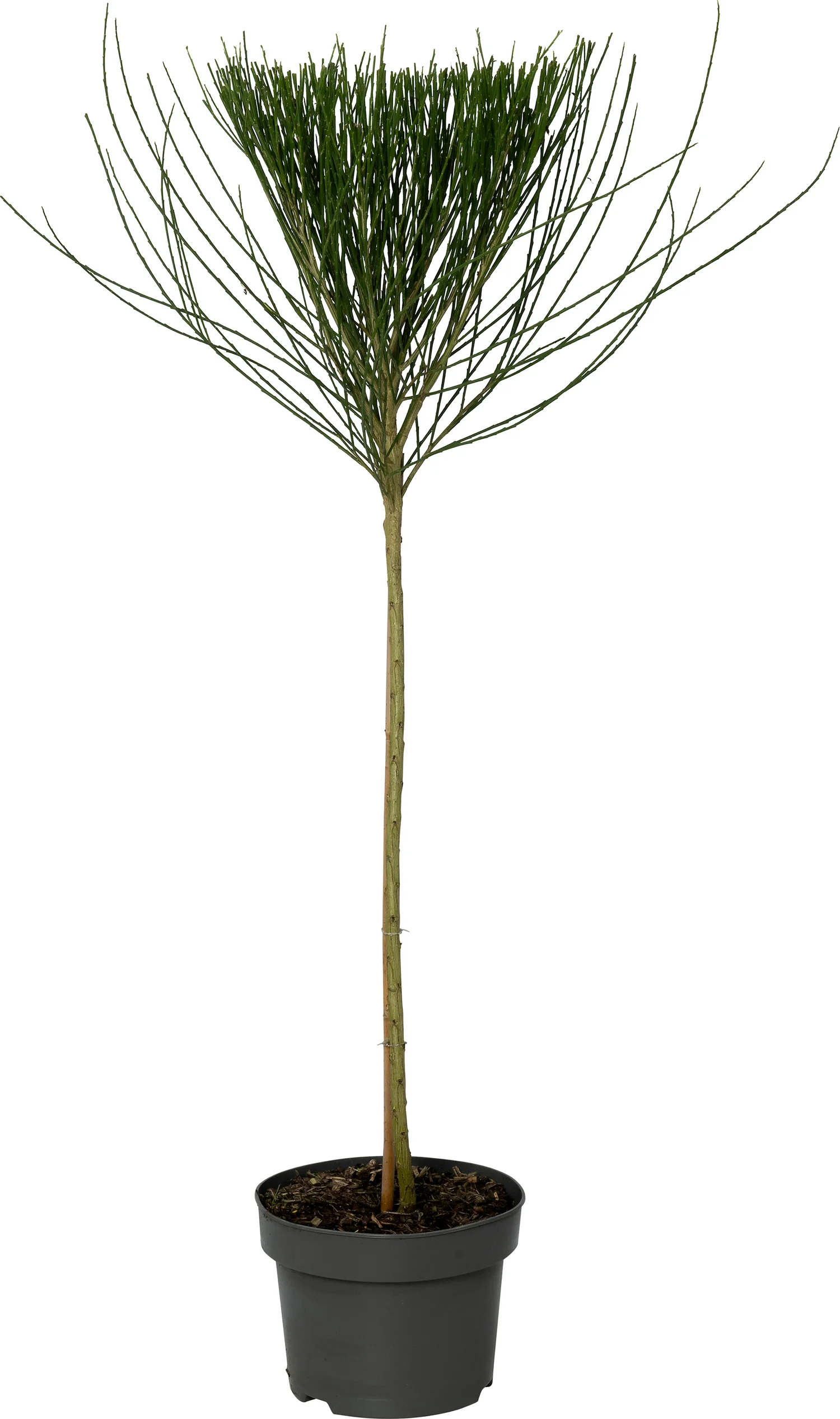 Brem (Cytisus 'Andreanus Splendens') D 23 H 115 cm