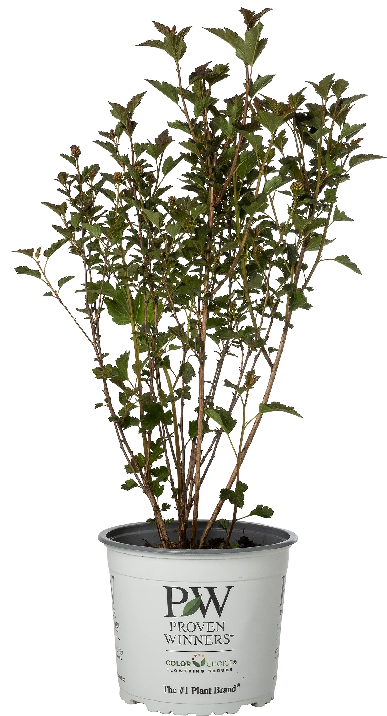 Blaasspirea (Physocarpus opulifolius 'Tiny Wine') D 19 H 30 cm