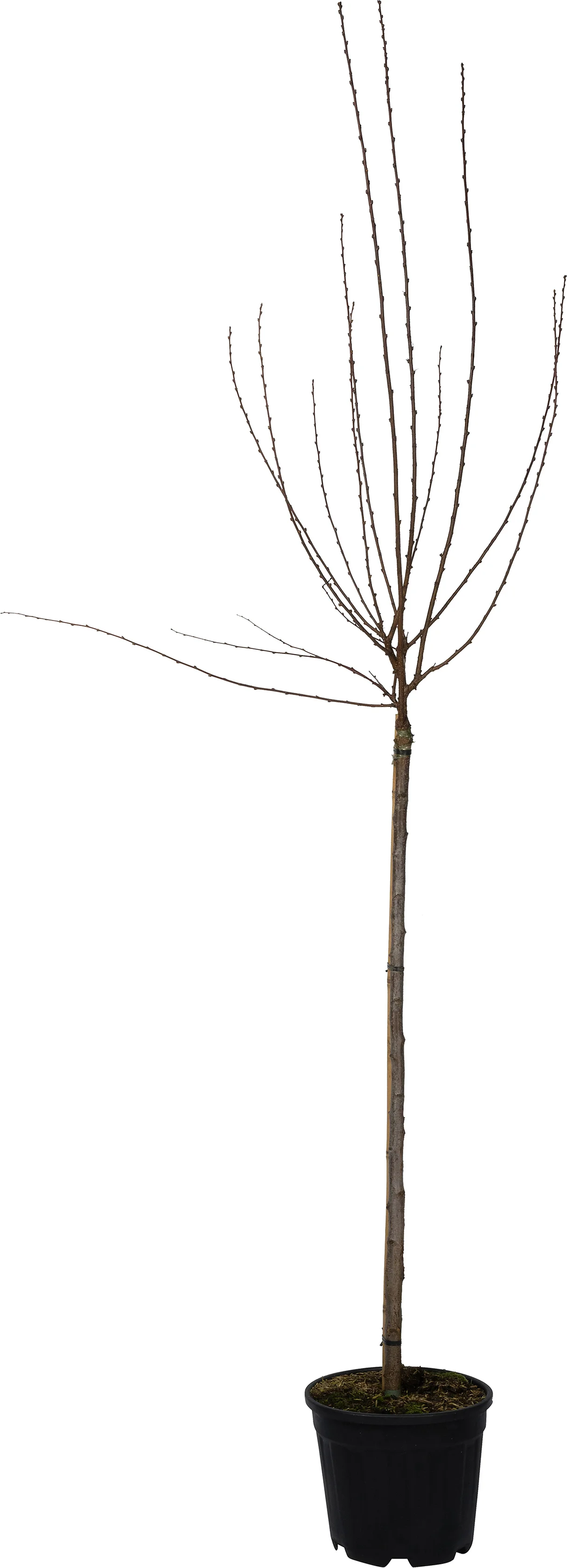 Amandelboompje op stam (Prunus triloba) D 28 H 120 cm