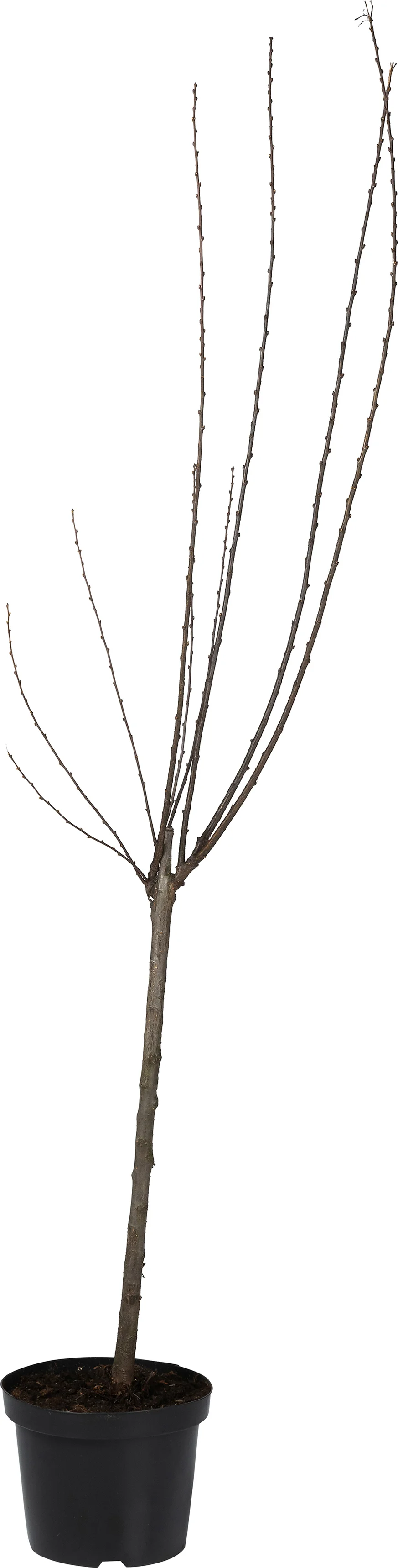 Amandelboompje (Prunus triloba ) D 27 H 60 cm