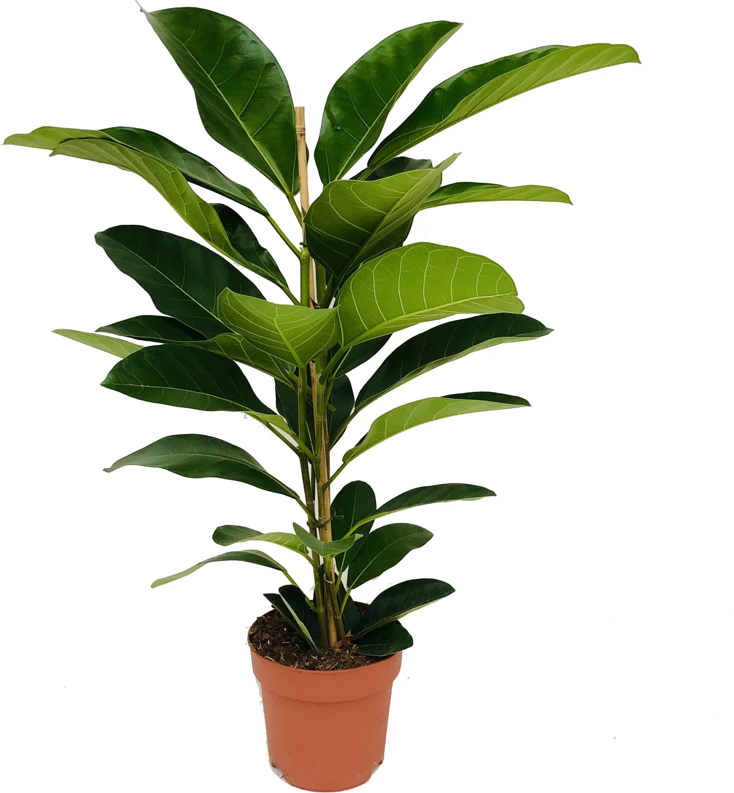 Banyanvijg (FicusÂ benghalensisÂ 'Roy') D 21 H 105 cm