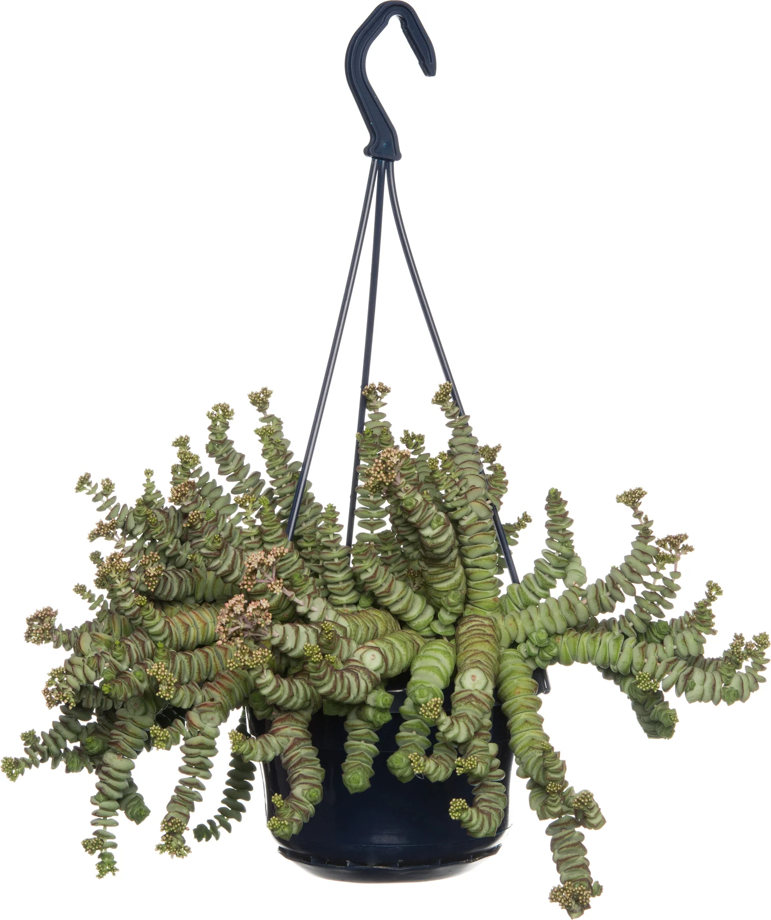 Crassula in hangpot (Crassula marnieriana 'Hottentot') D 14 H 25 cm