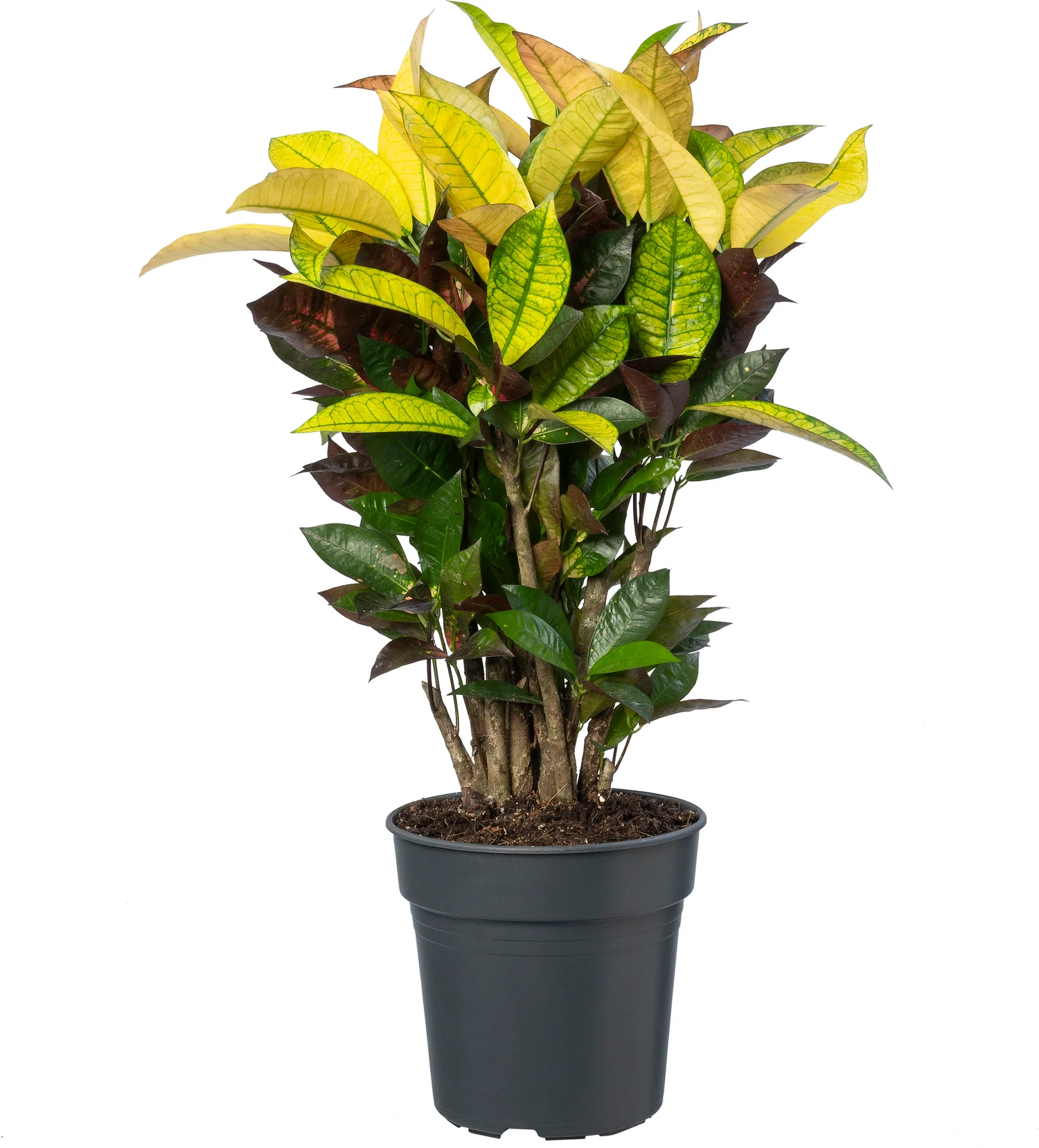 Croton (Codiaeum variegatum 'Mrs. Iceton') D 21 H 70 cm