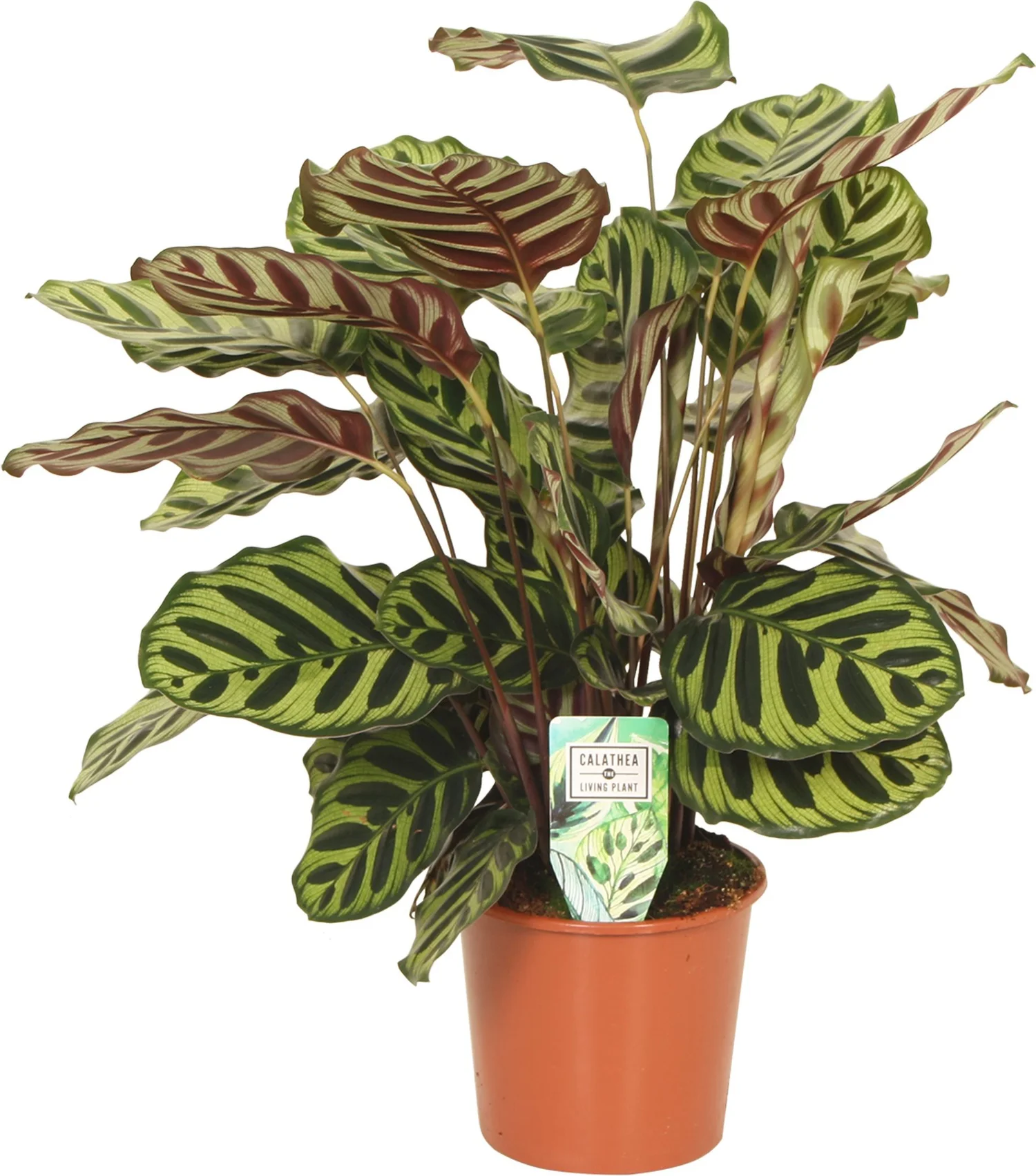 Calathea (Calathea makoyana) D 17 H 60 cm