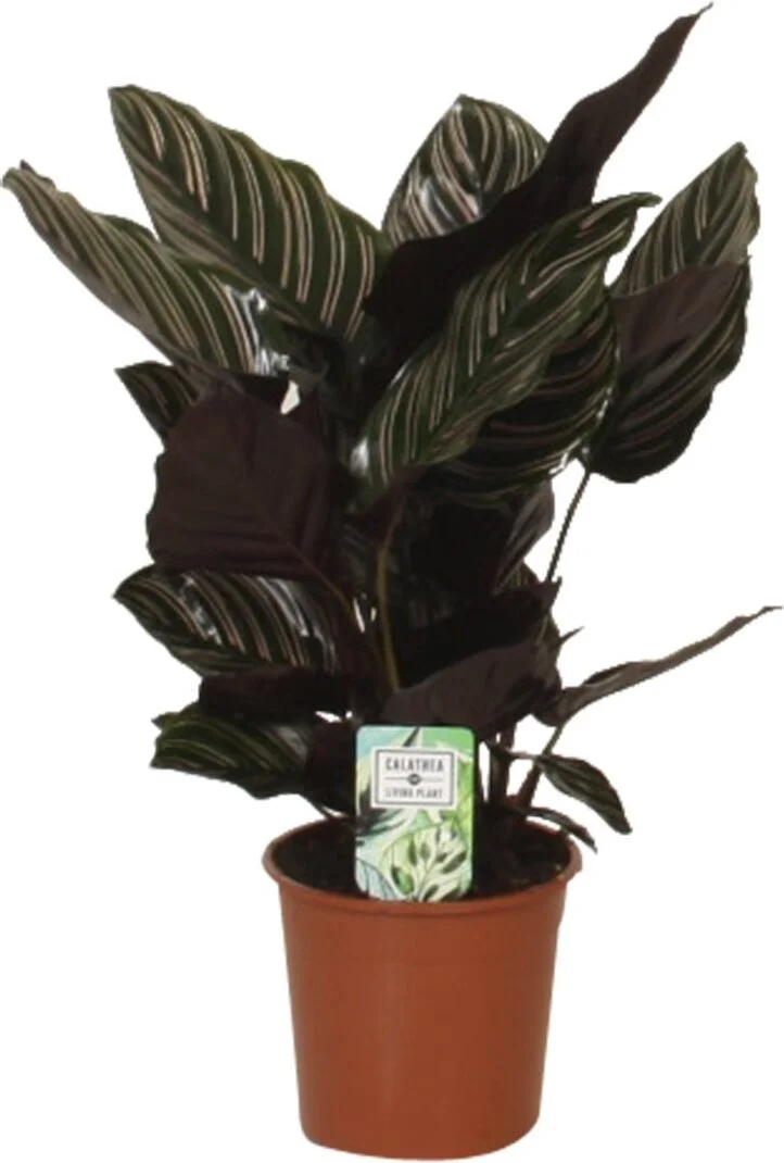 Calathea (Calathea sanderiana 'Ornata') D 14 H 40 cm