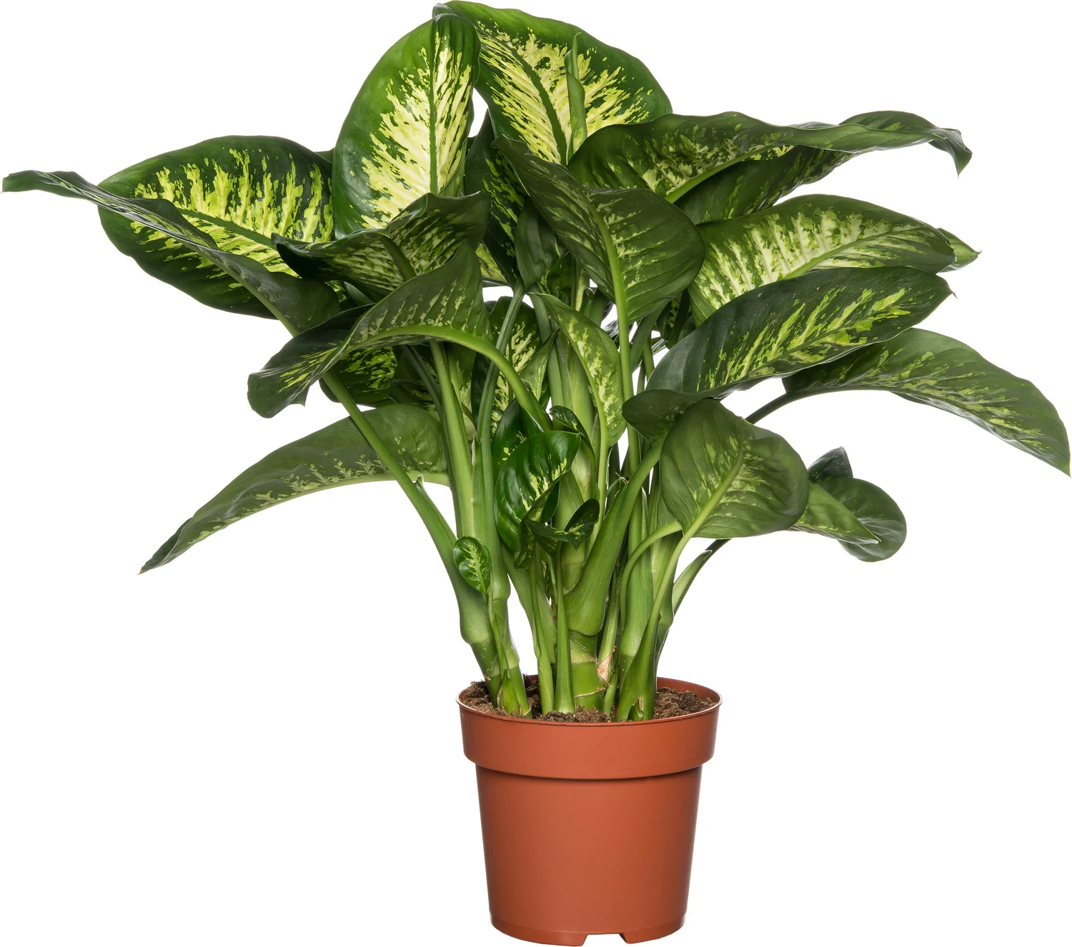 Dieffenbachia (Dieffenbachia seguine 'Reeva') D 24 H 80 cm