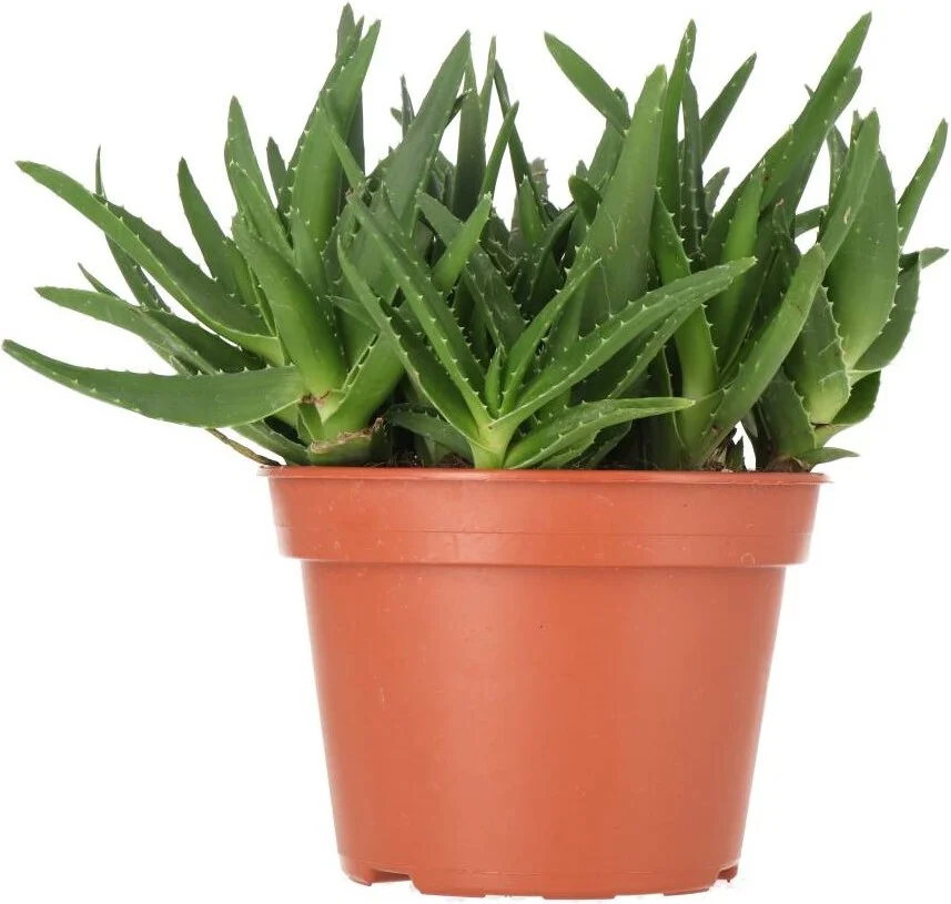 Biologische Aloë (Aloe delaetii) D 15 H 25 cm