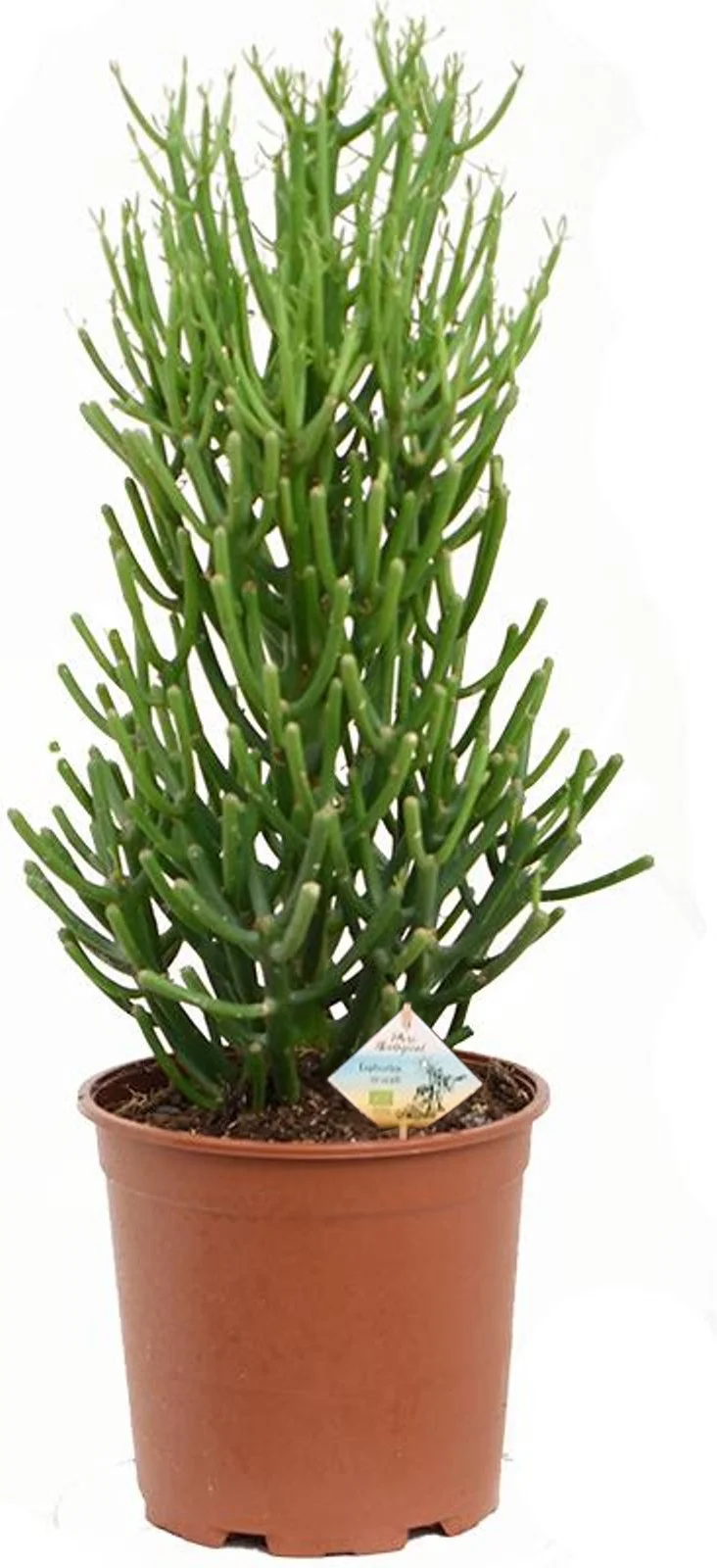 Biologische Potloodplant (Euphorbia tirucalli) D 17 H 45 cm
