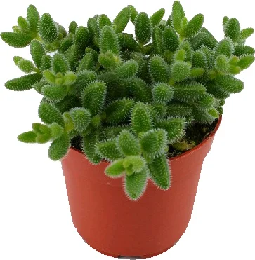 Augurkenplantje (Delosperma echinathum) D 12 H 20 cm