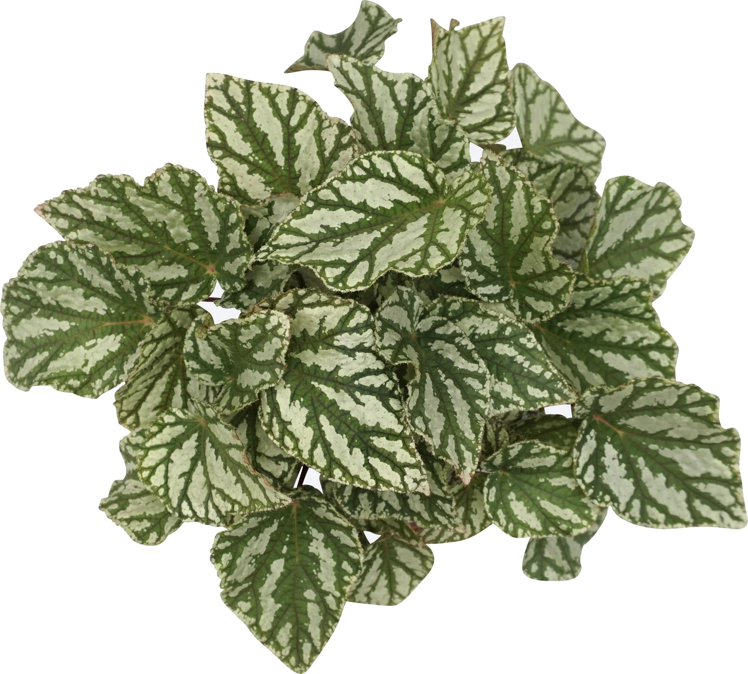 Bladbegonia (Begonia rex (MC) 'Tap dance') D 12 H 25 cm