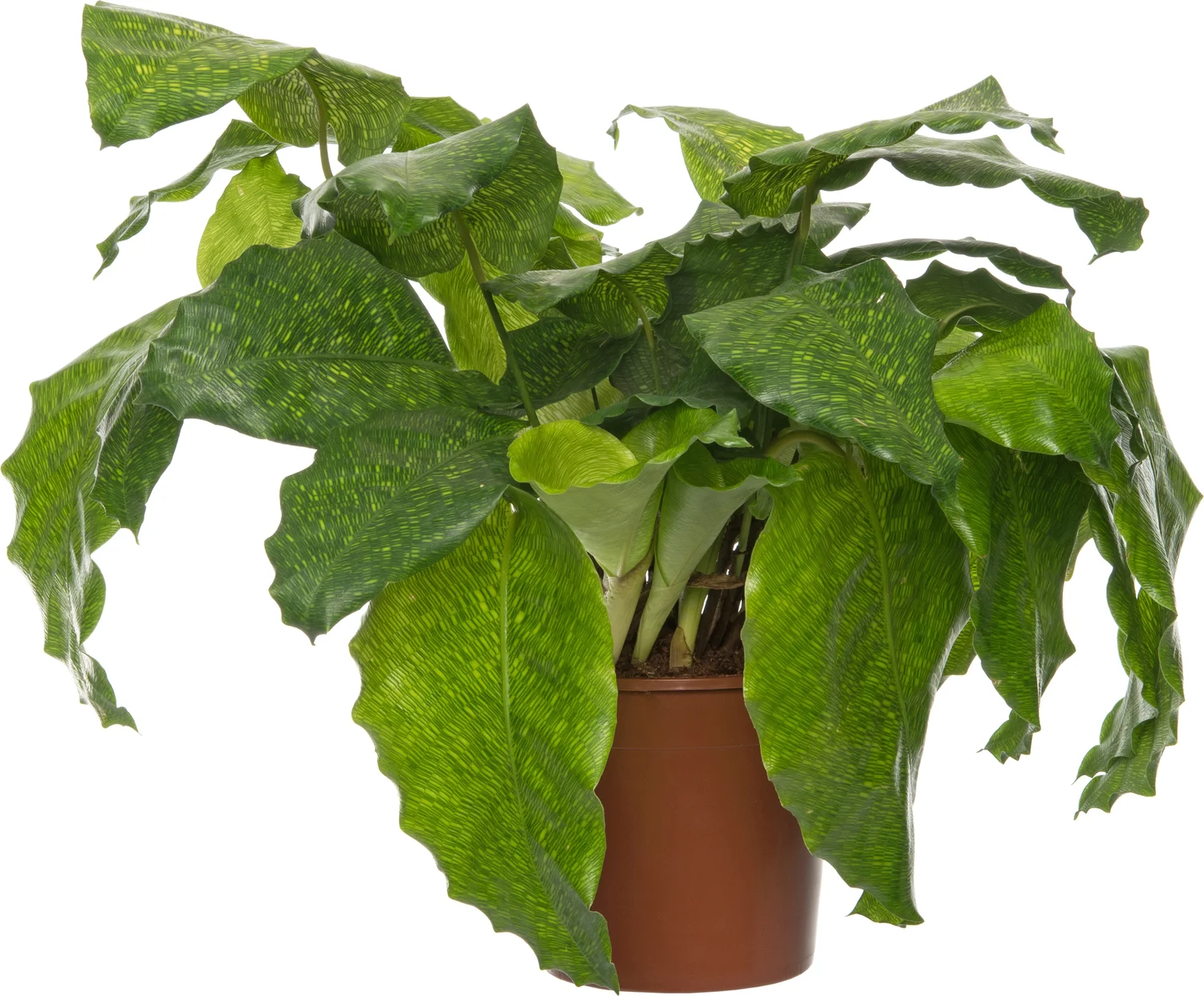 Calathea (Calathea musaica 'Network') D 14 H 40 cm