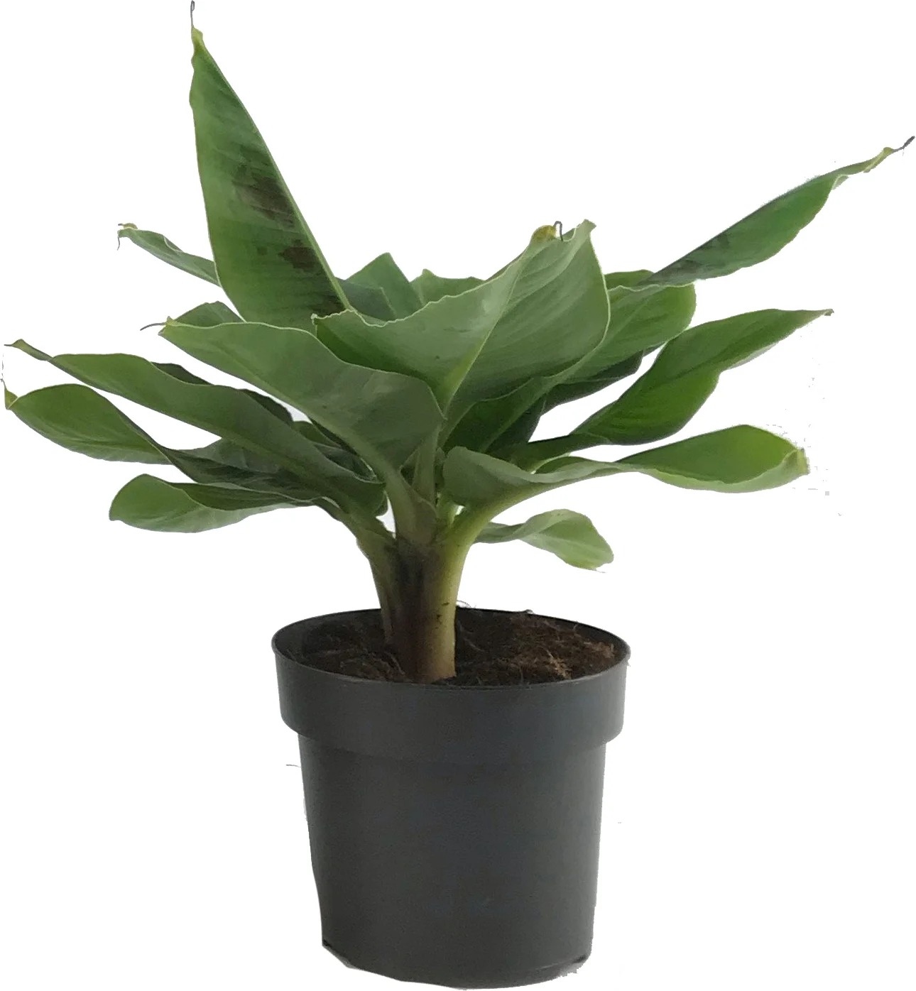 Bananenplant (Musa 'Tropicana') D 17 H 50 cm