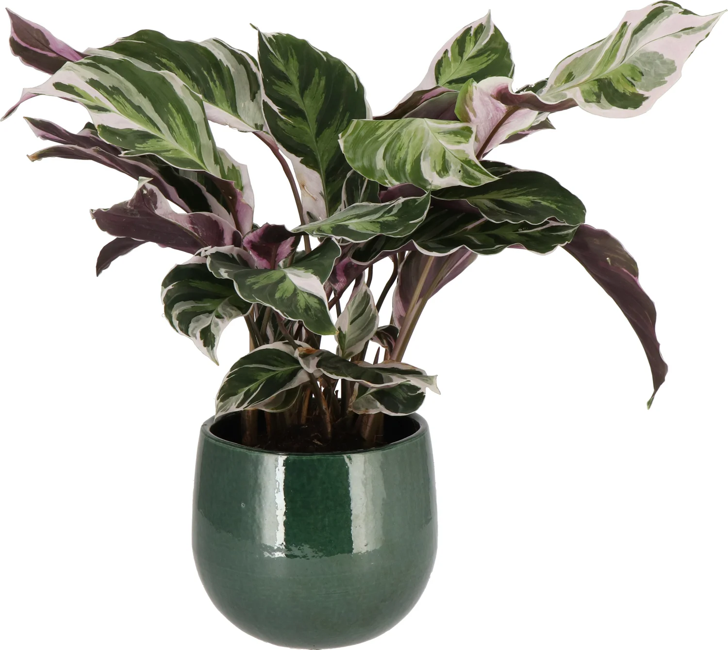 Bonte Calathea (Calathea 'Fusion White') D 14 H 40 cm