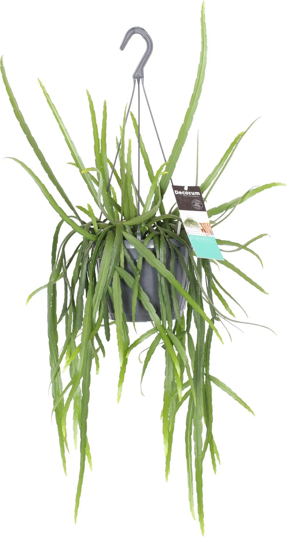 Bladcactus in hangpot (Lepismium bolivianum) D 17 H 40 cm