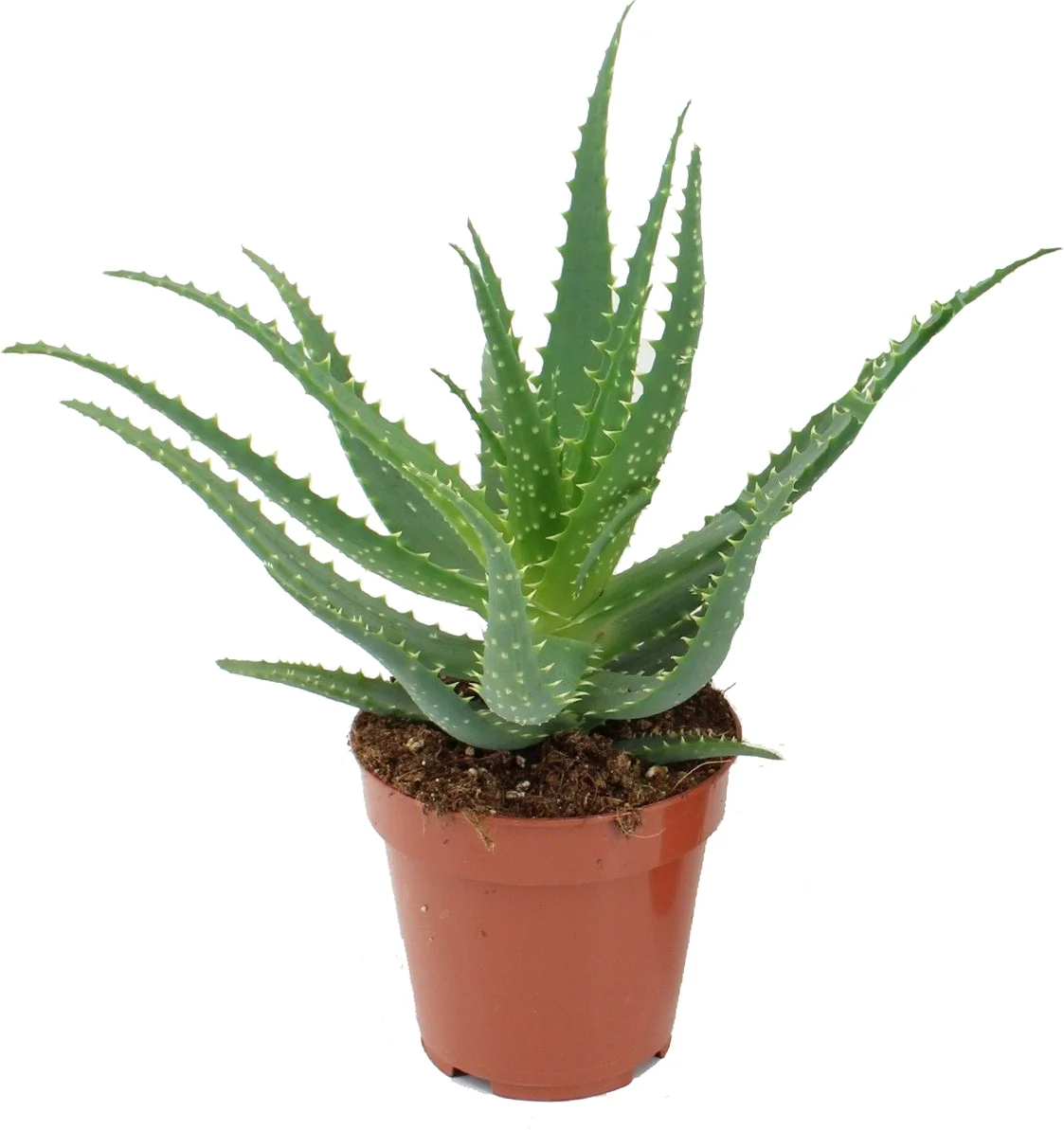 Aloë (Aloë arborescens) D 12 H 20 cm