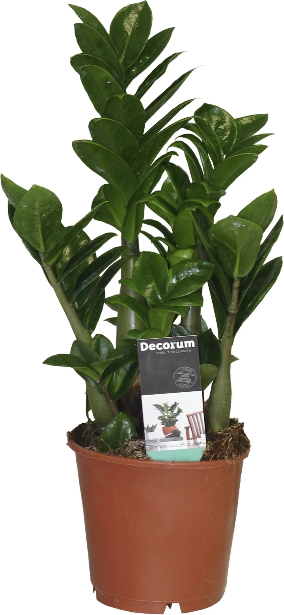 Compacte Zamioculcas (Zamioculcas zamiifolia 'Zenzi') D 14 H 40 cm