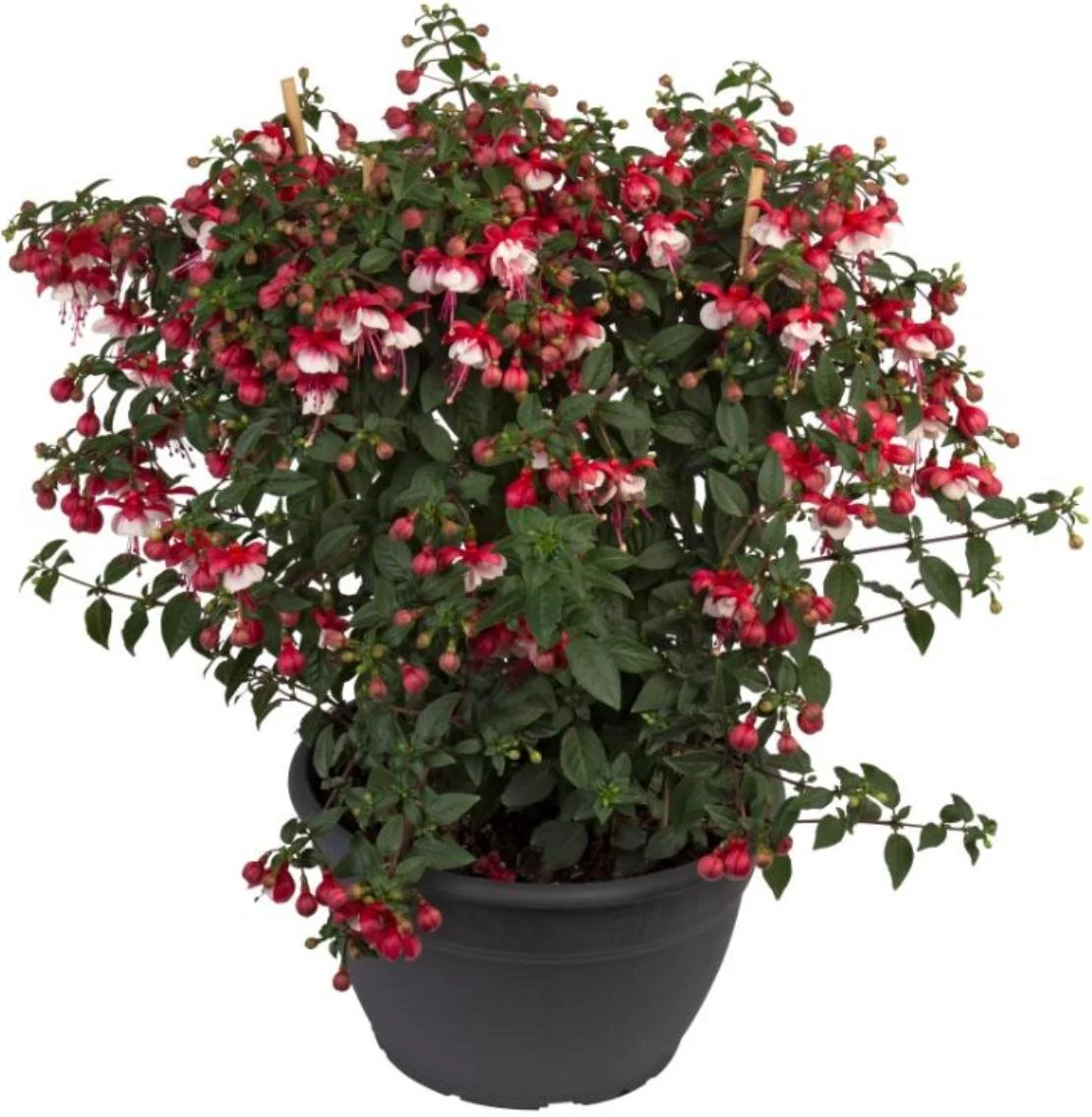 Bellenplant (Fuchsia bella) gemengd D 32 H 60 cm