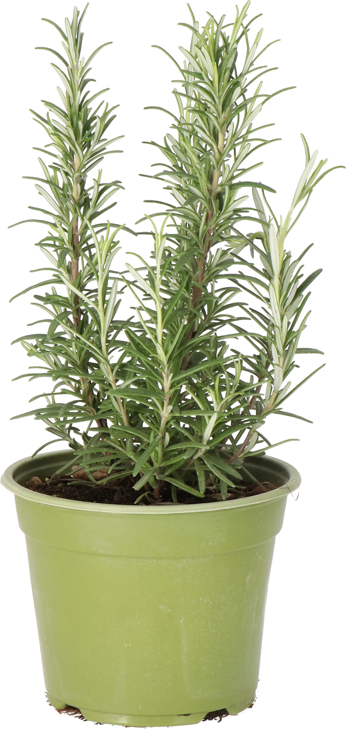 Biologische Rozemarijn (Rosmarinus officinalis) D 14 H 10 cm