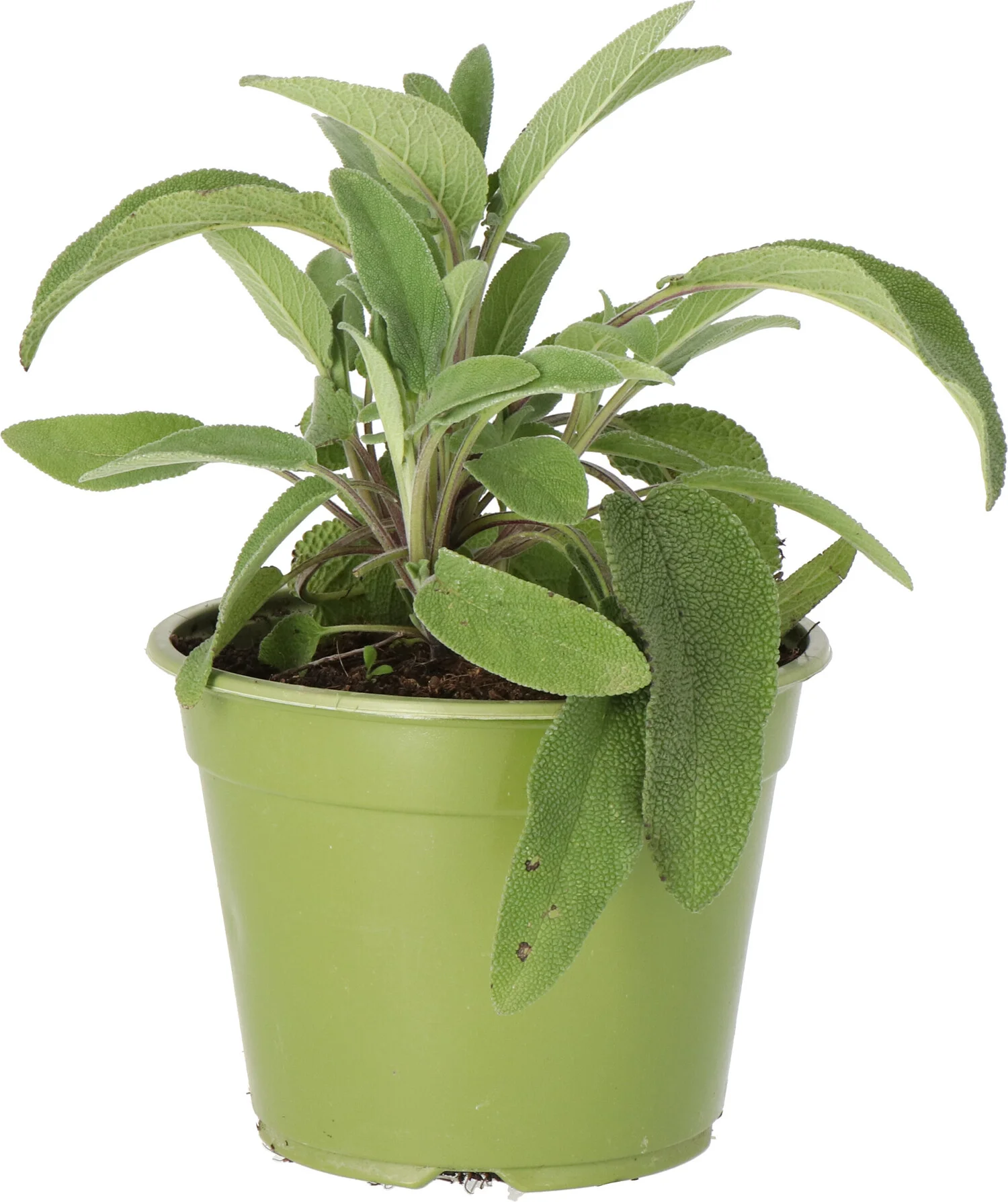 Biologische Salie (Salvia officinalis) D 14 H 10 cm