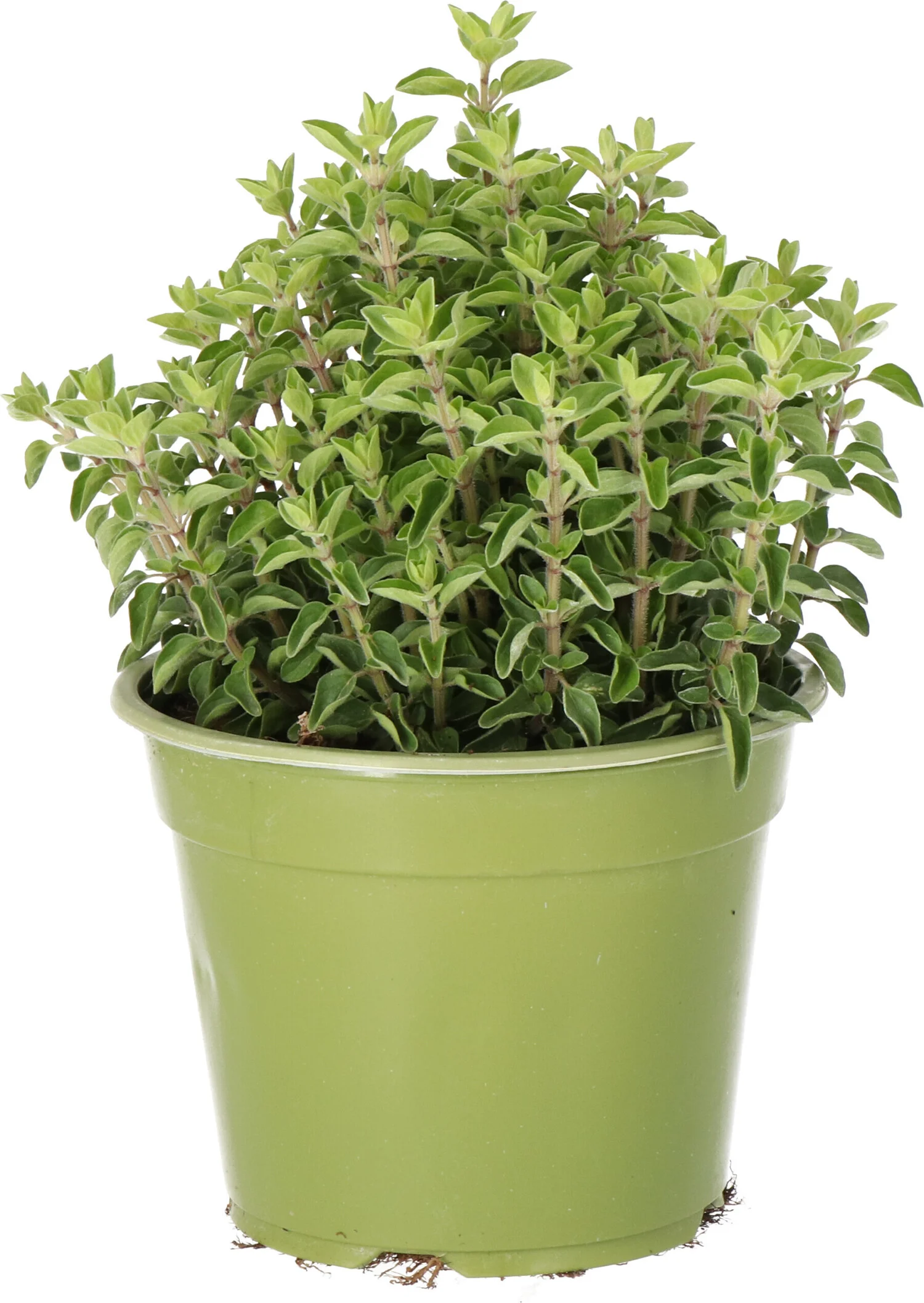 Biologische Oregano (Origanum vulgare) D 14 H 10 cm