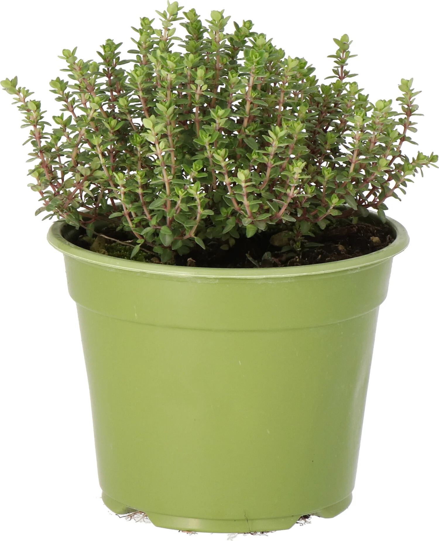 Biologische Citroentijm (Thymus citriodorus 'Aureus') D 14 H 10 cm