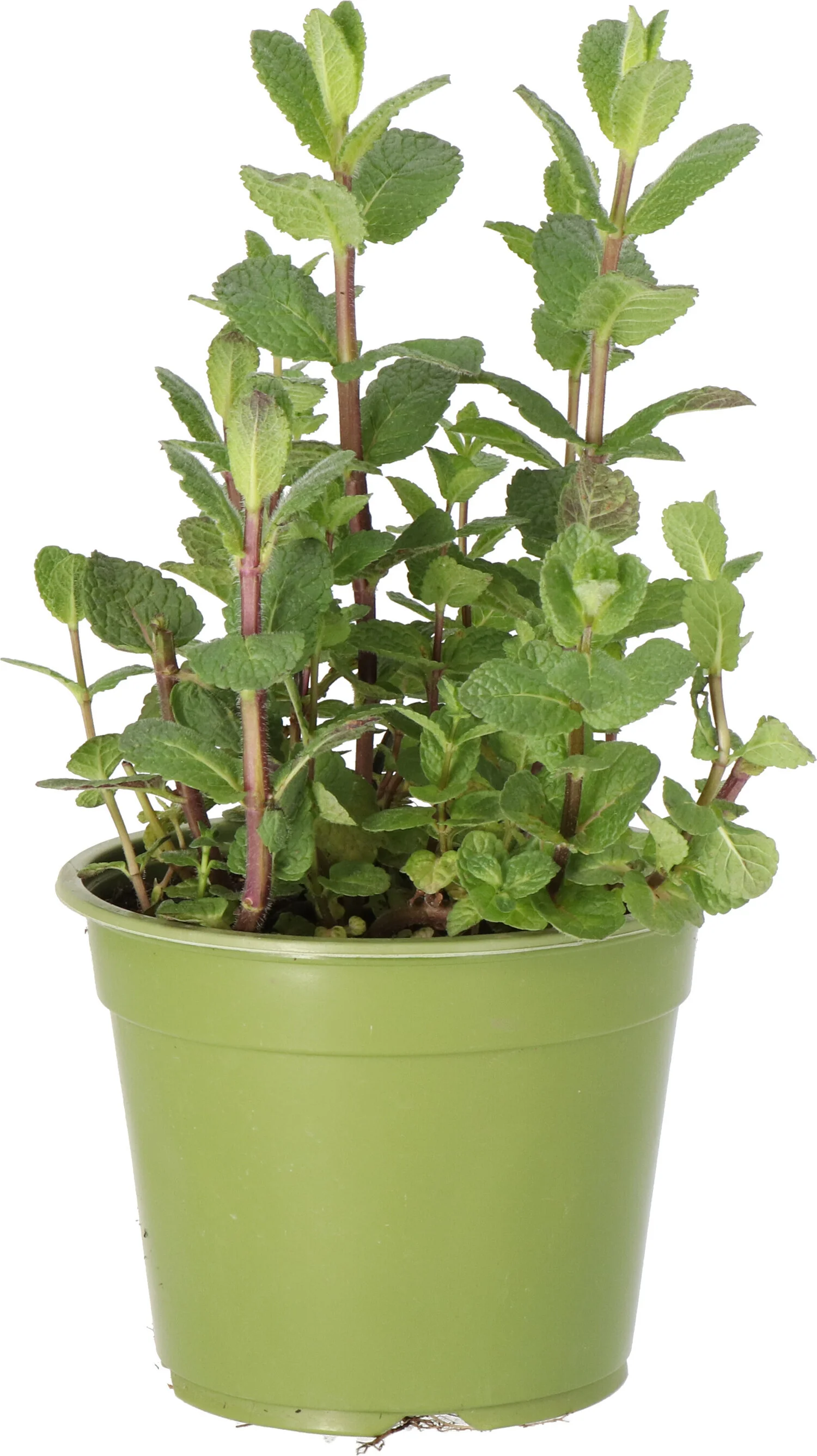 Biologische Munt (Mentha spicata 'Maroccan') D 14 H 10 cm