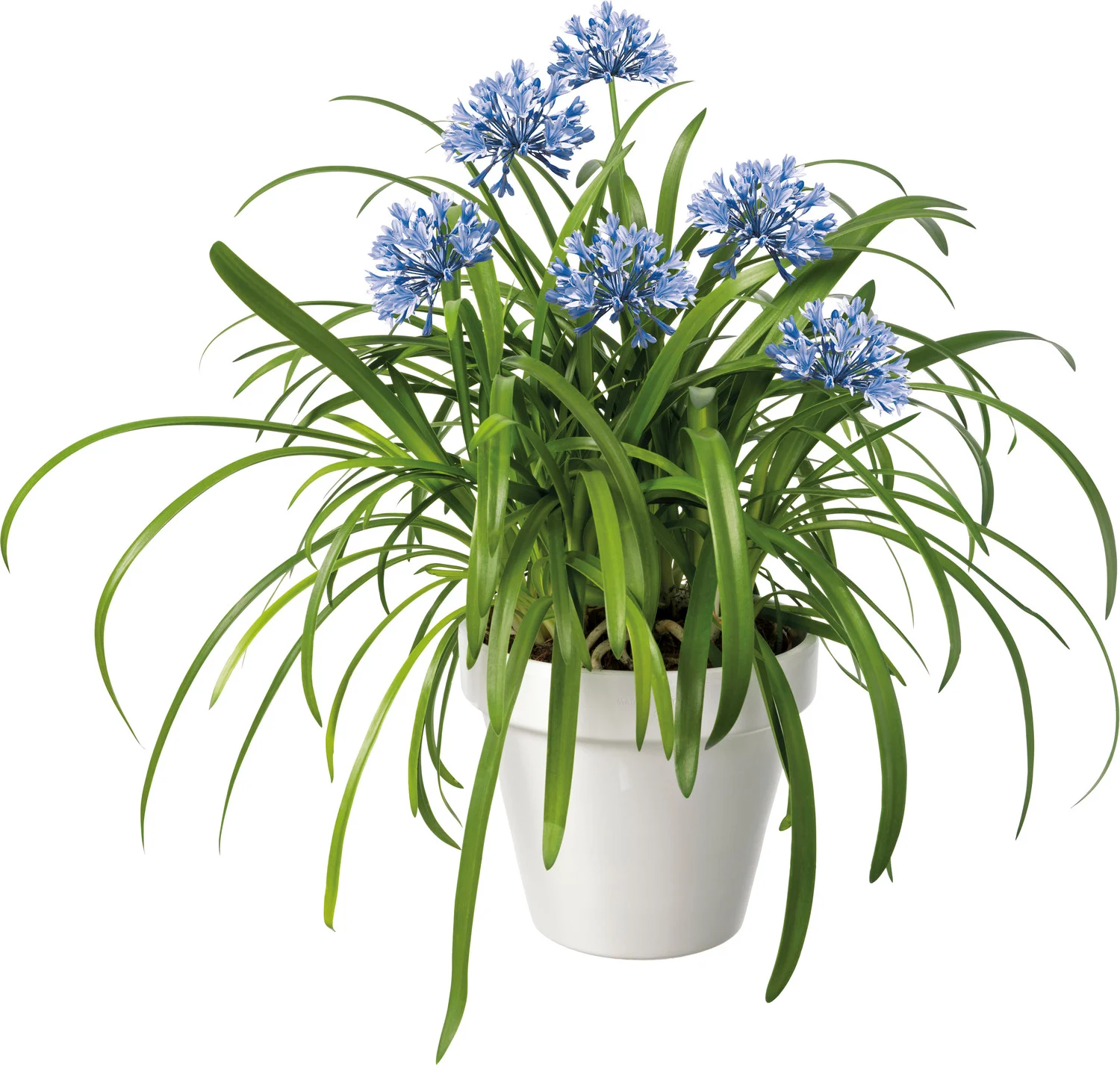 Afrikaanse Lelie (Agapanthus 'Amourette Superbe') D 17 H 35 cm