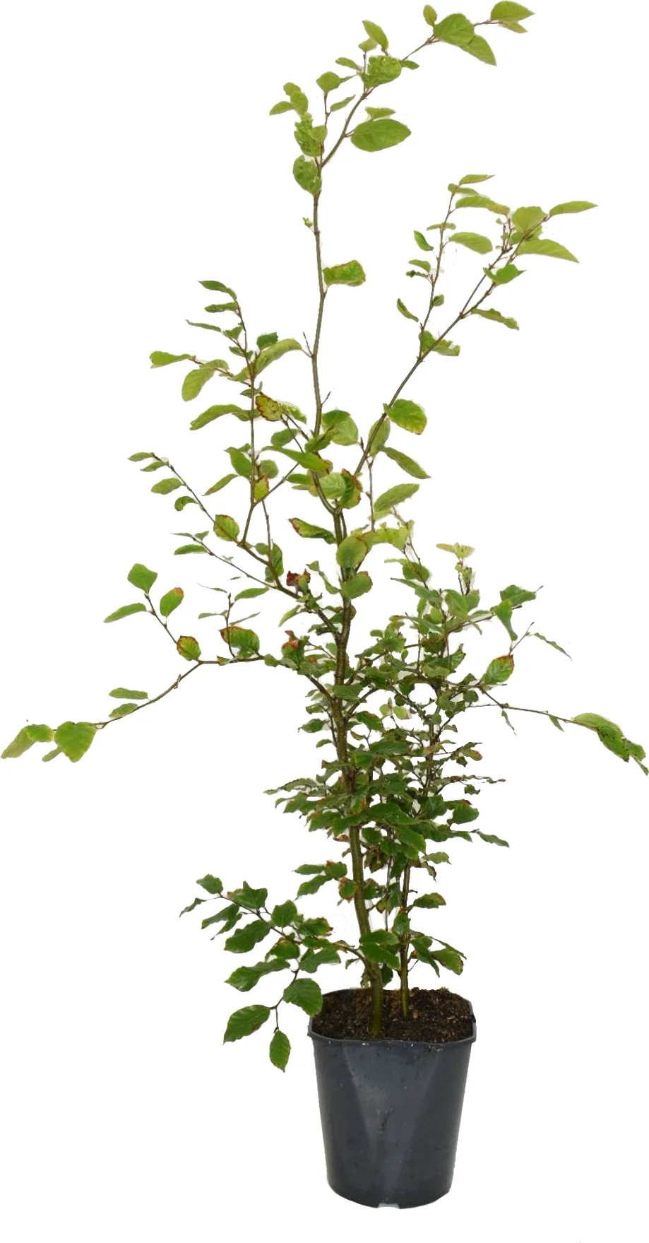 Beuk (Fagus sylvatica) D 23 H 125 cm