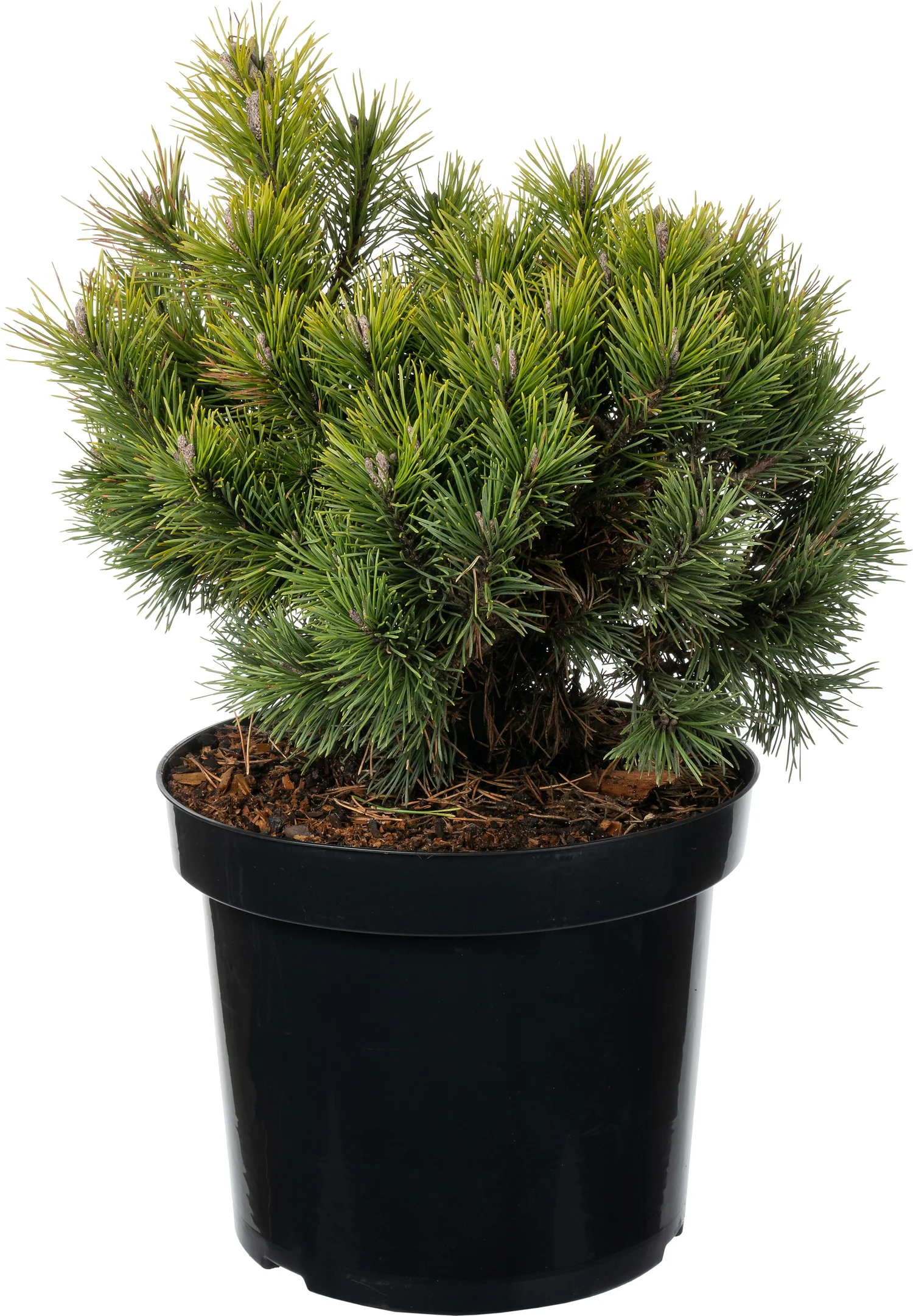 Bergden (Pinus mugo 'Mops') D 26 H 30 cm