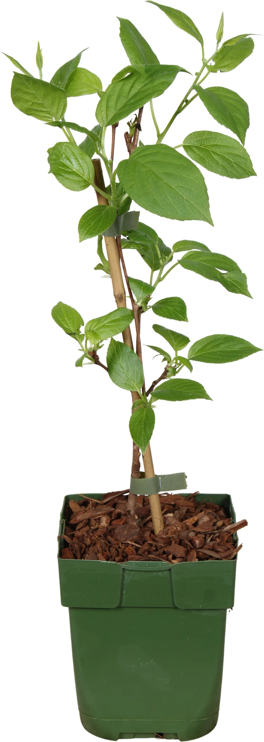 Biologische Kiwibes (Actinidia arguta 'Issai') D 13 H 40 cm