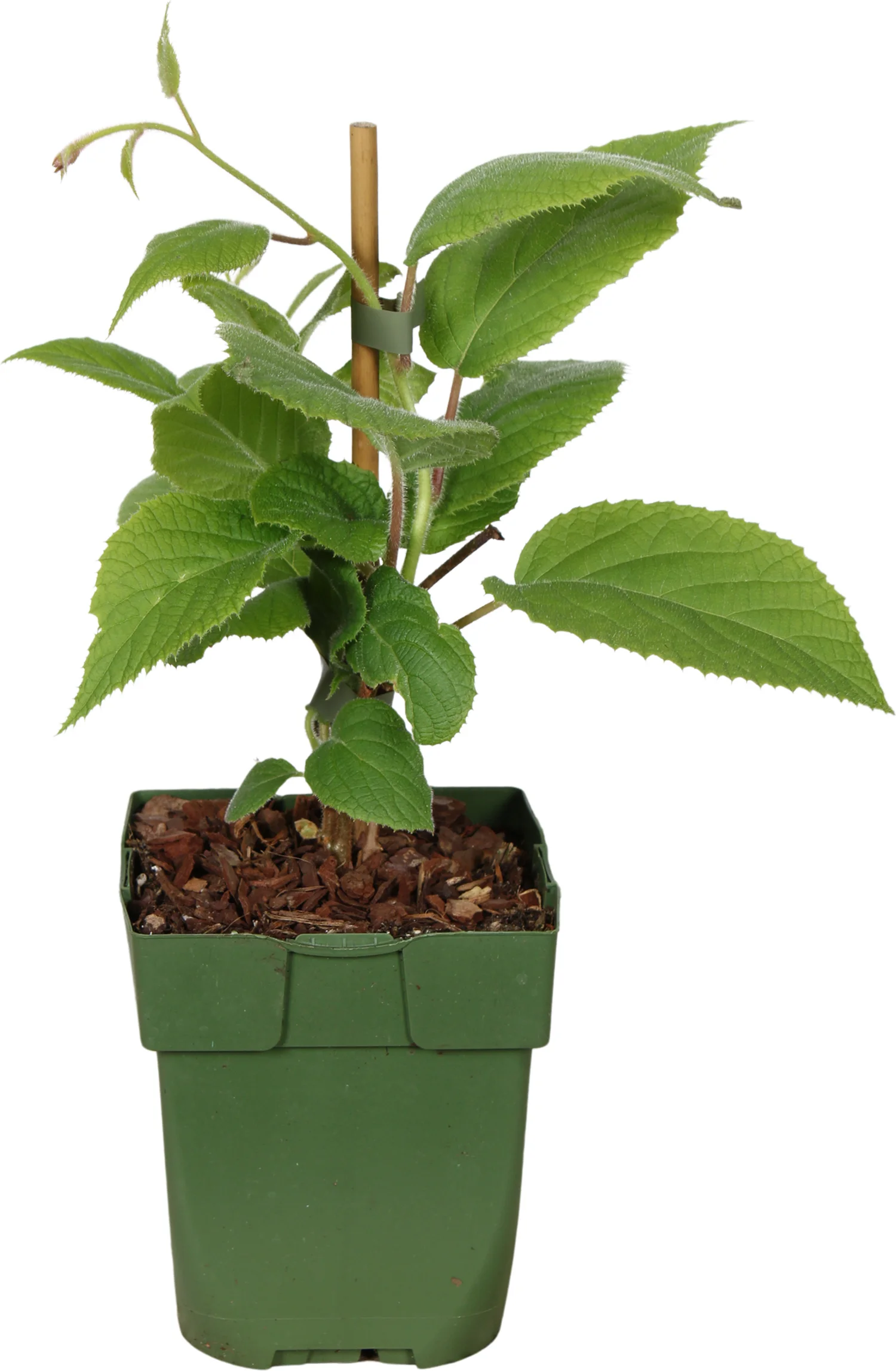 Biologische Zelfbestuivende Kiwi (Actinidia deliciosa 'Jenny') D 13 H 40 cm