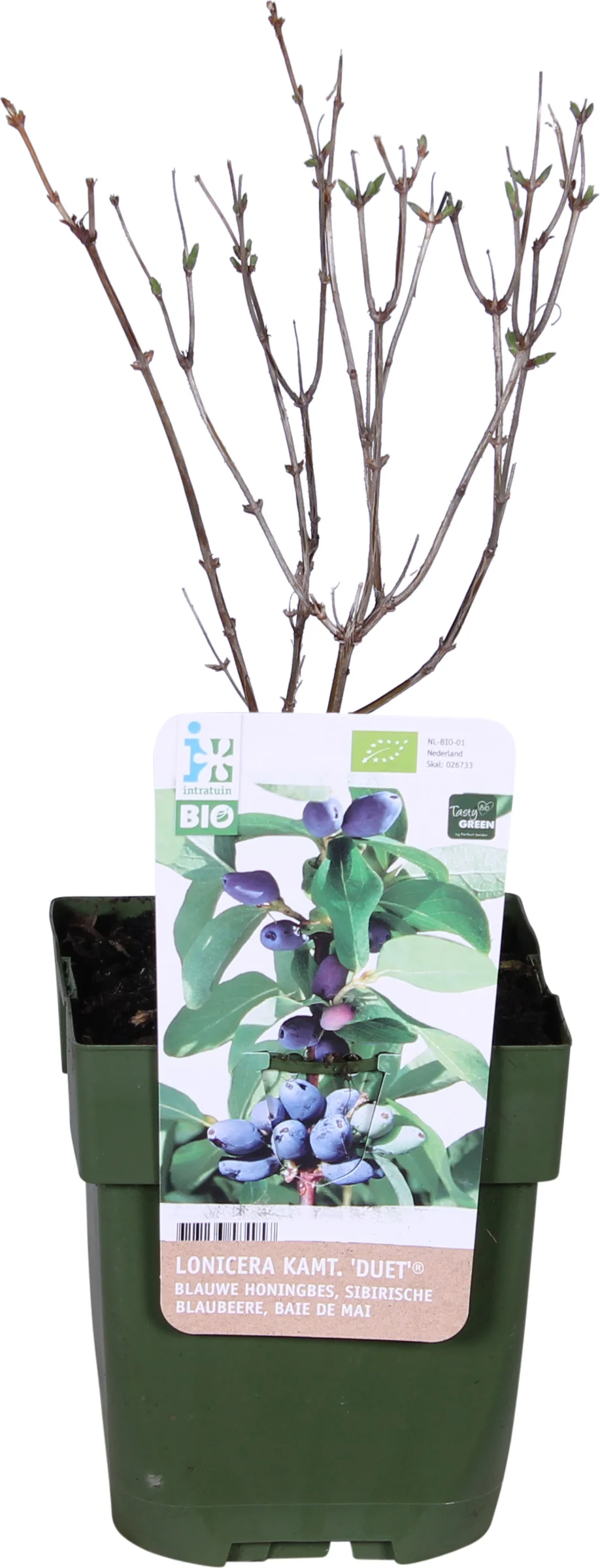 Biologische Blauwe honingbes (Lonicera kamtschatica 'Duet ®') D 13 H 40 cm