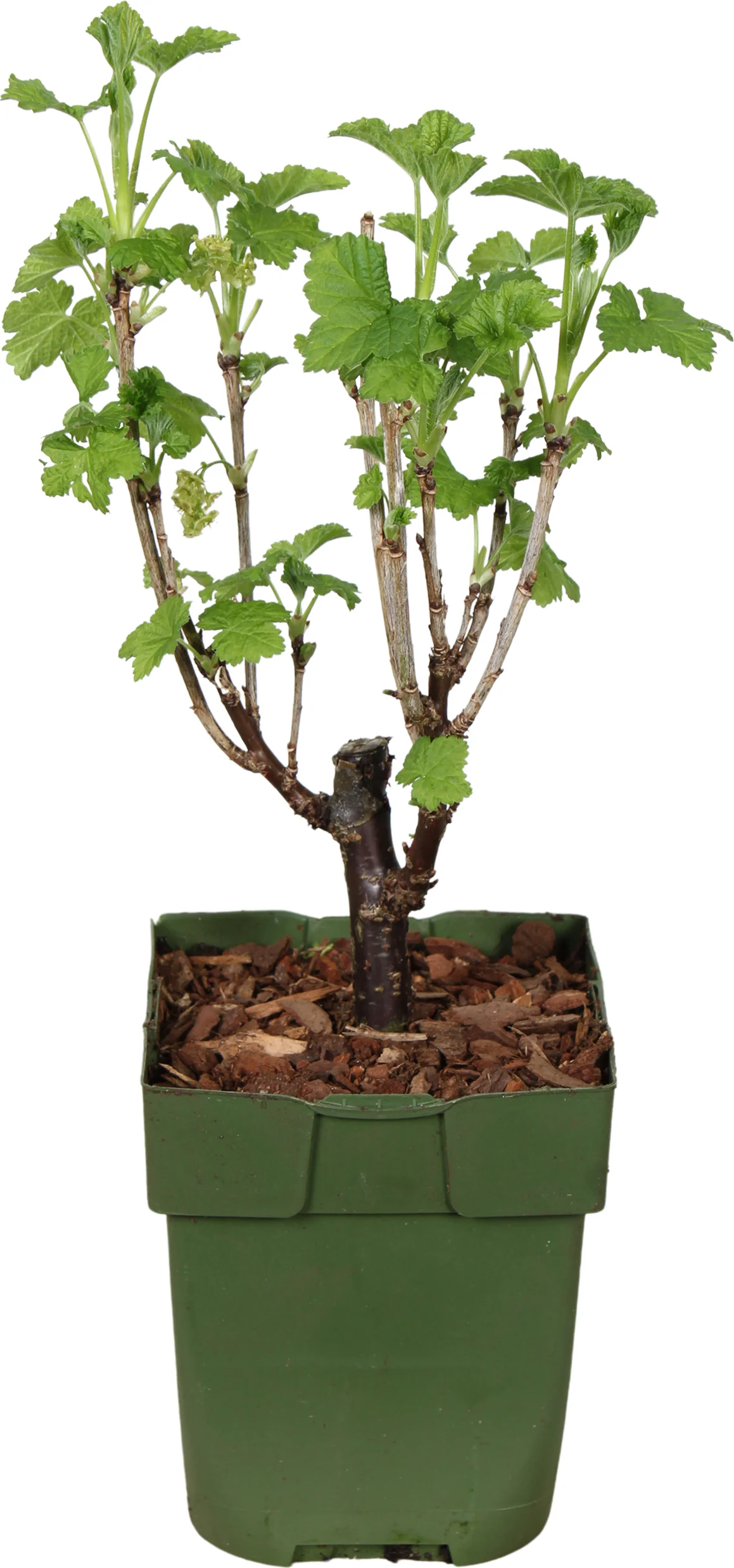 Biologische Rode bes (Ribes rubrum 'Jonkheer van Tets') D 13 H 40 cm
