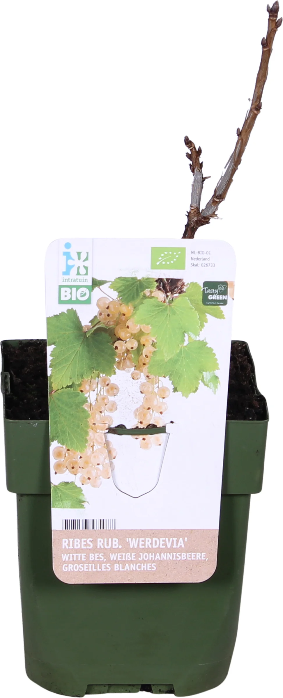 Biologische Witte bes (Ribes rubrum 'Werdevia') D 13 H 40 cm