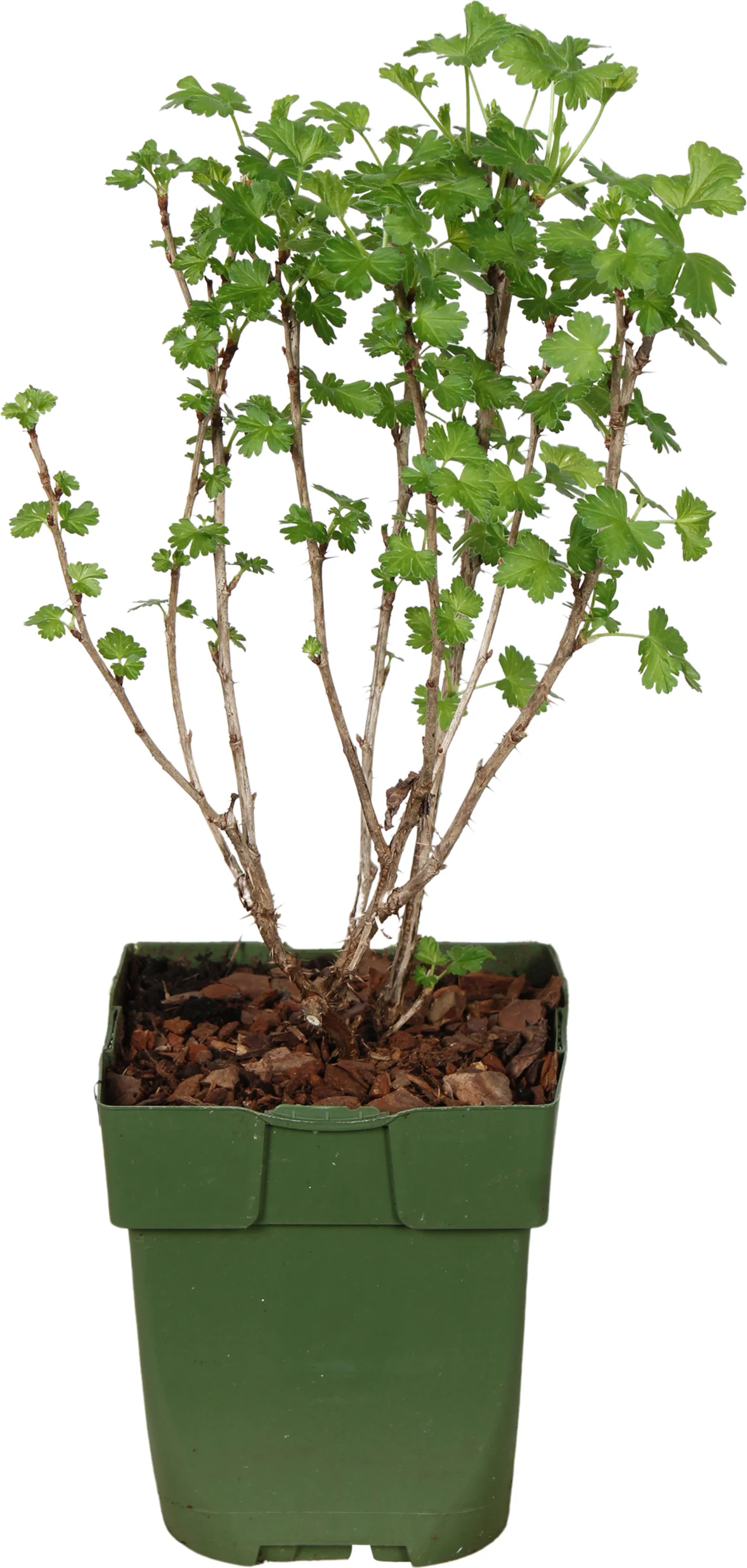 Biologische Rode kruisbes (Ribes uva-crispa 'Captivator') D 13 H 40 cm