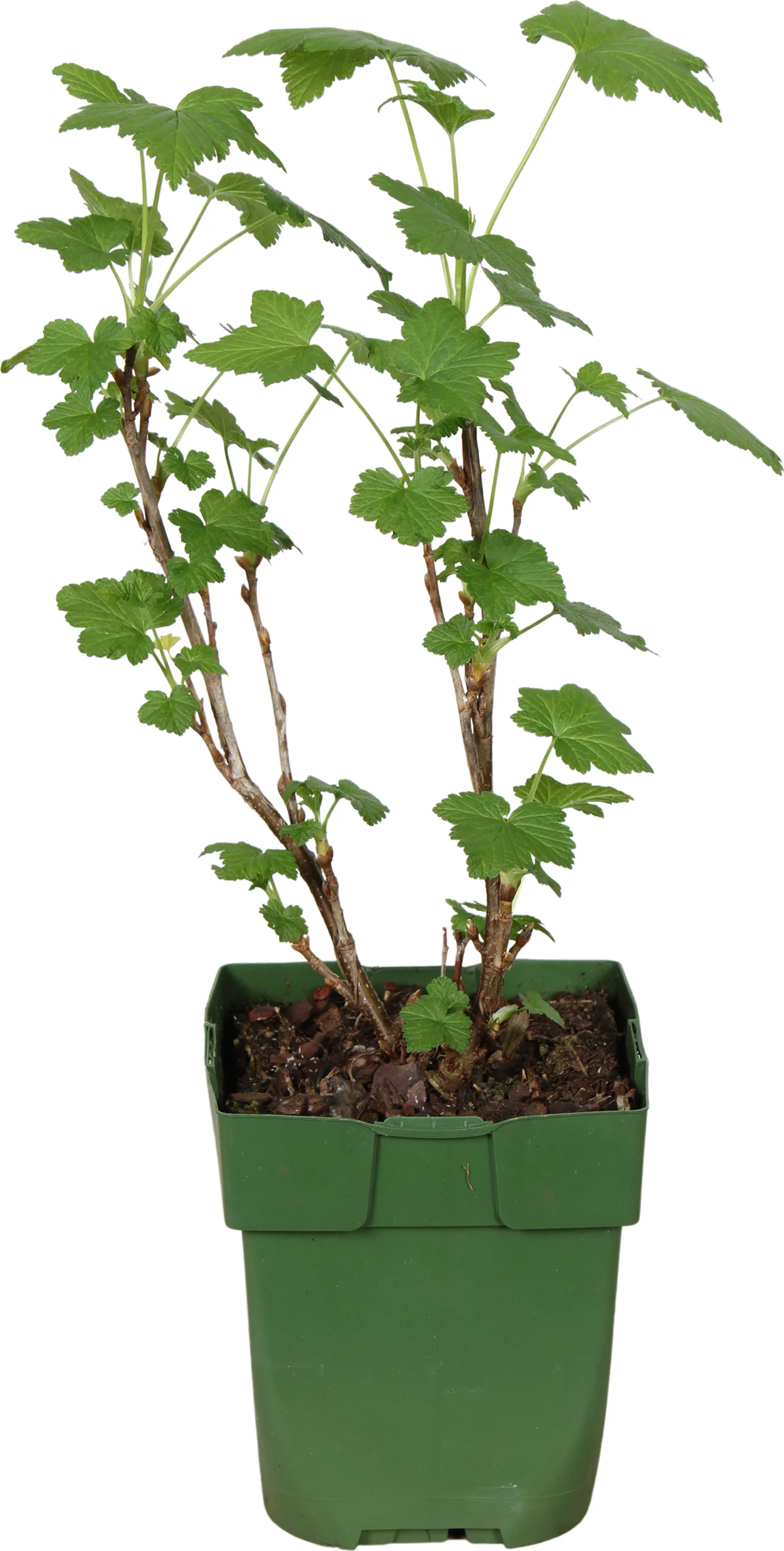 Biologische Zwarte bes (Ribes nigrum 'Titania') D 13 H 40 cm