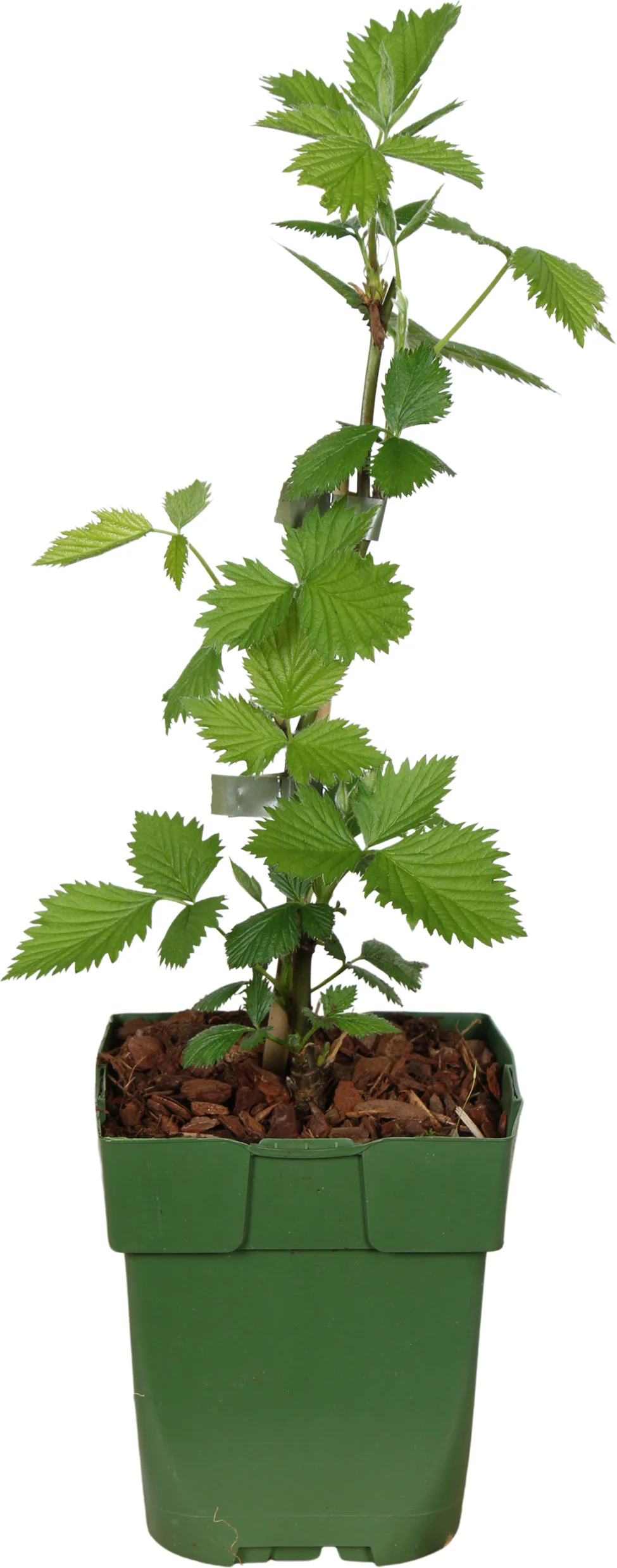 Biologische Braam (Rubus fruticosus 'Navaho Big and Early') D 13 H 40 cm