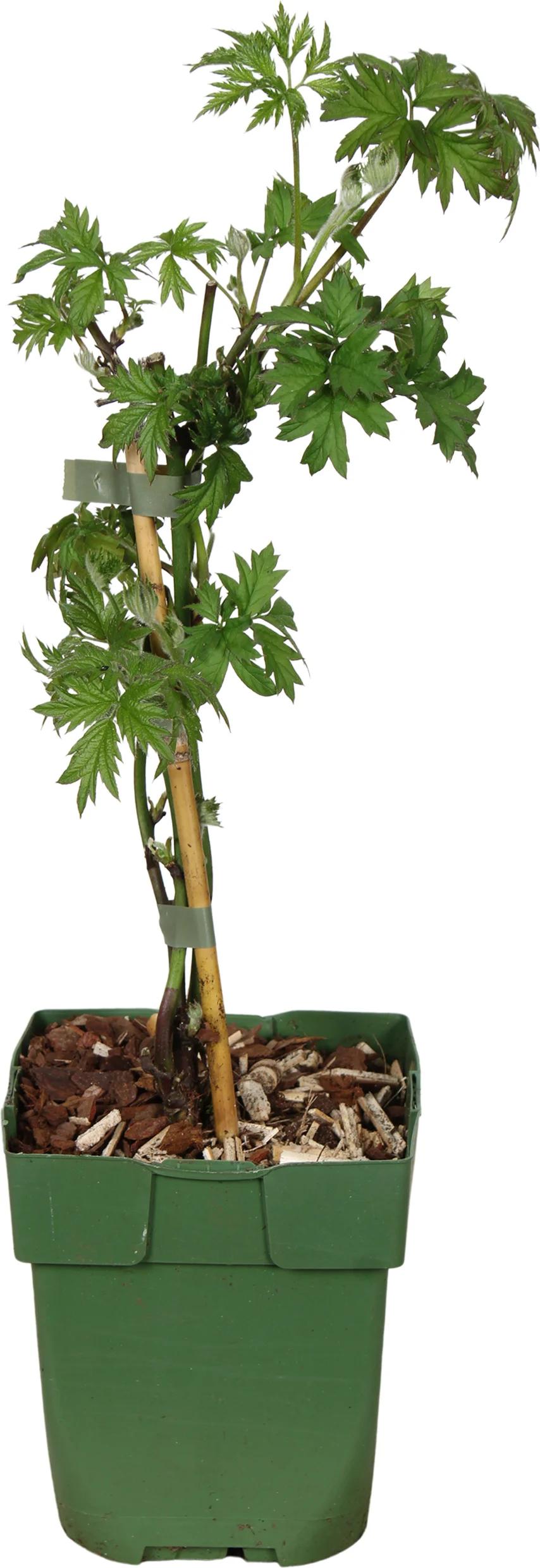 Biologische Doornloze braam (Rubus fruticosus 'Oregon Thornless') D 13 H 40 cm
