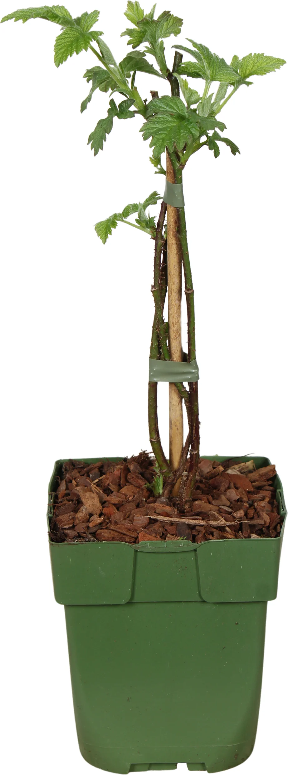 Biologische Taybees (Rubus 'Tayberry') D 13 H 40 cm