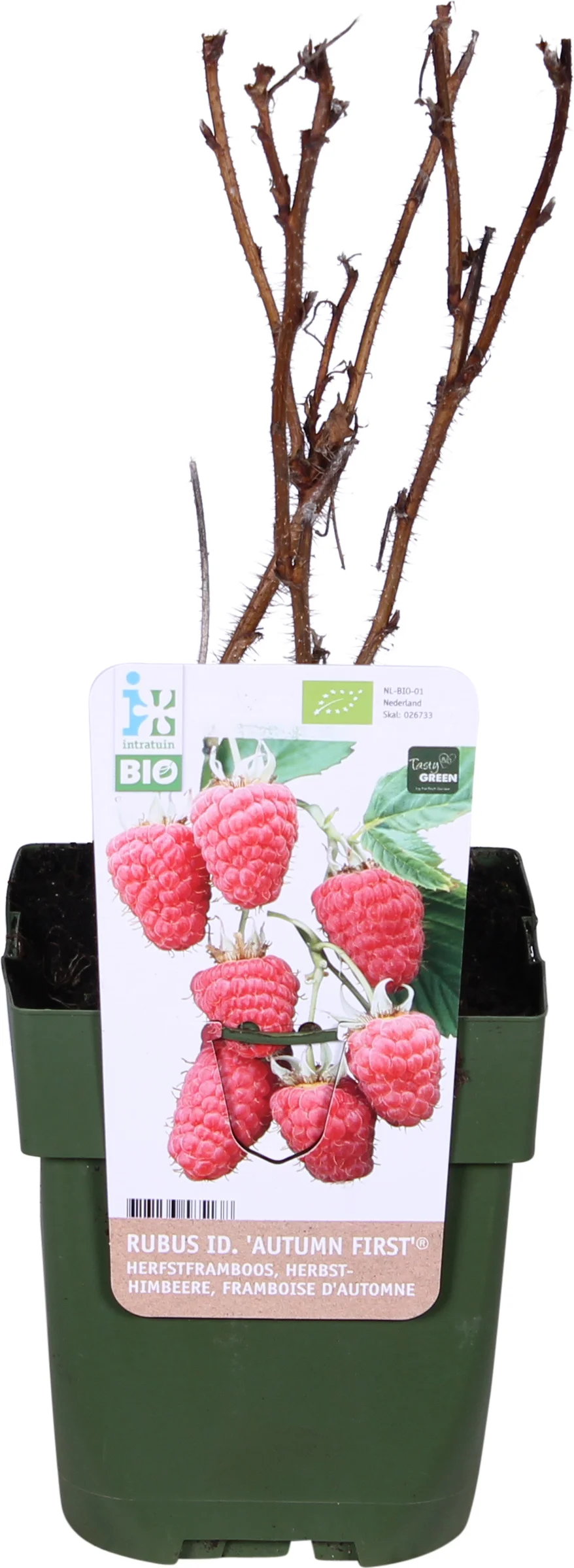 Biologische Herfstframboos (Rubus idaeus 'Autumn First®') D 13 H 40 cm