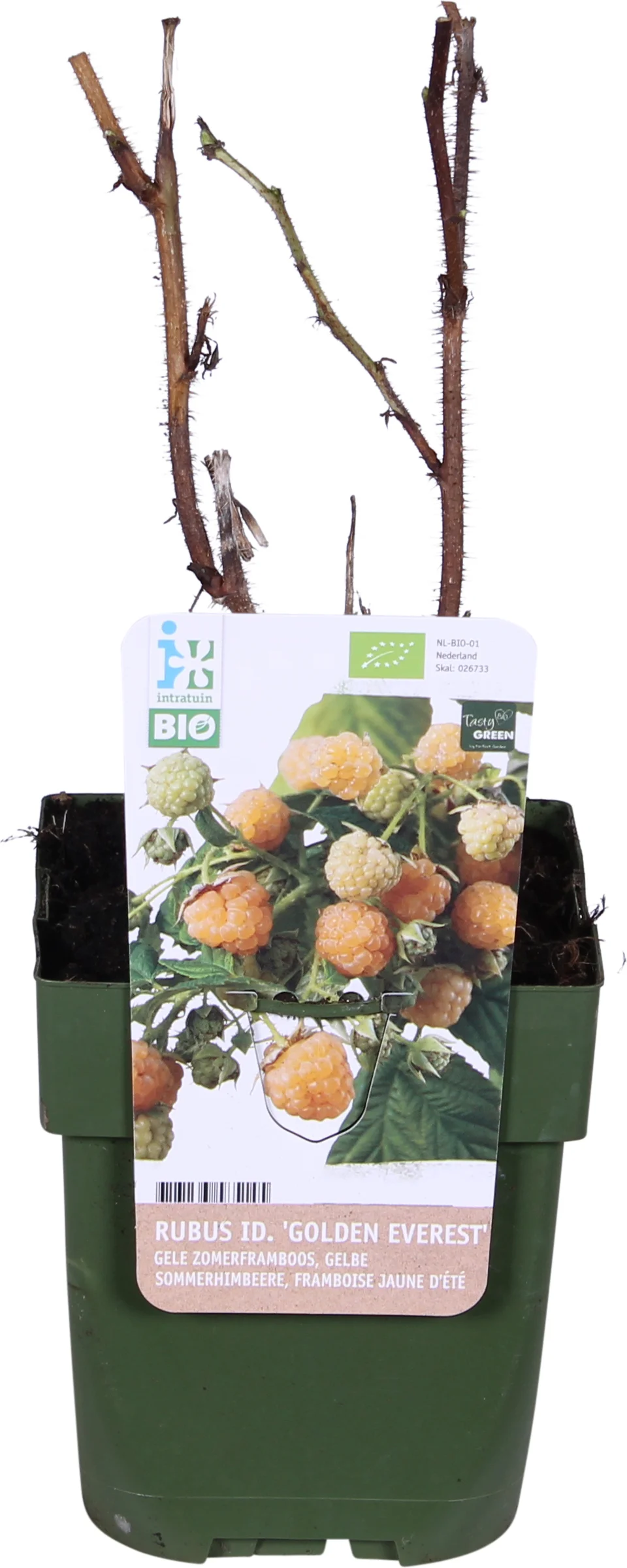 Biologische Gele zomerframboos (Rubus idaeus 'Golden Everest') D 13 H 40 cm