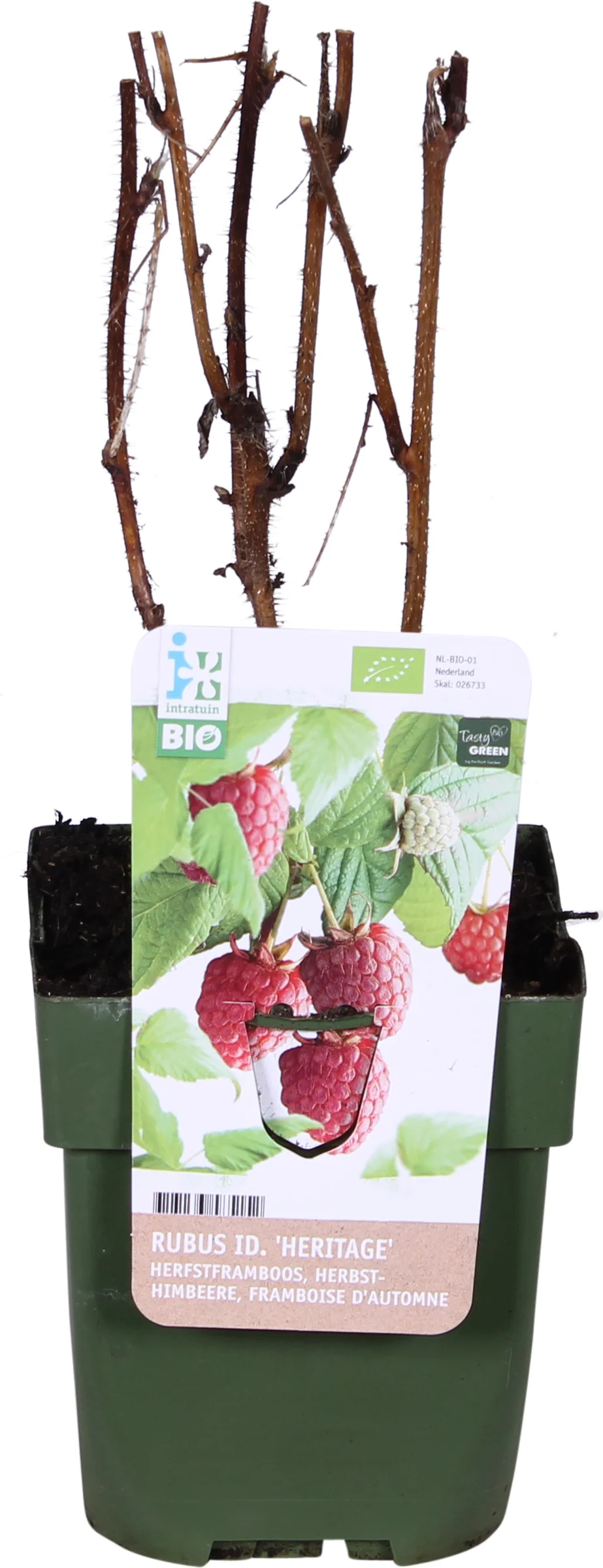 Biologische Herfstframboos (Rubus idaeus 'Heritage') D 13 H 40 cm