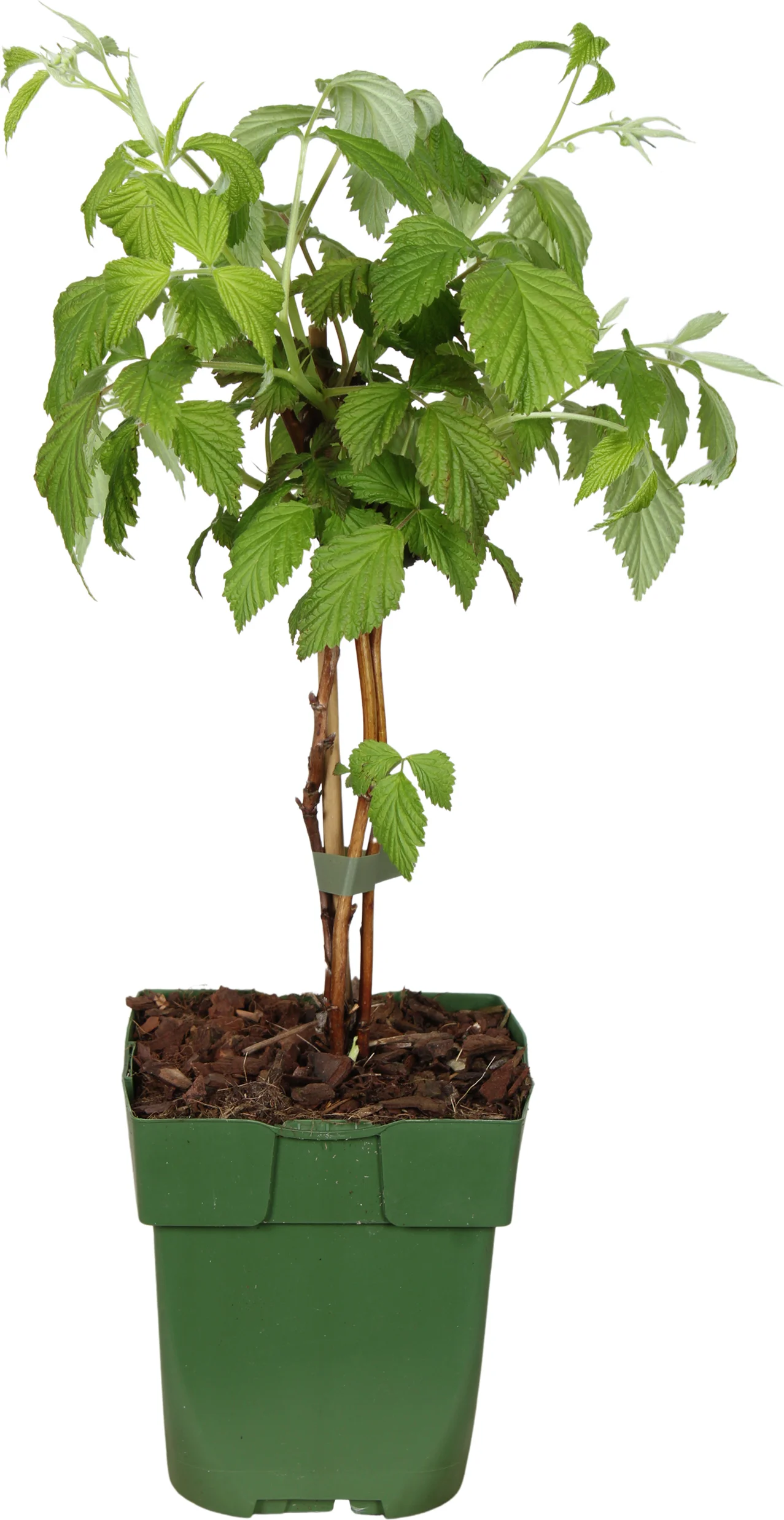 Biologische Zomerframboos (Rubus idaeus 'Malling Promise') D 13 H 40 cm