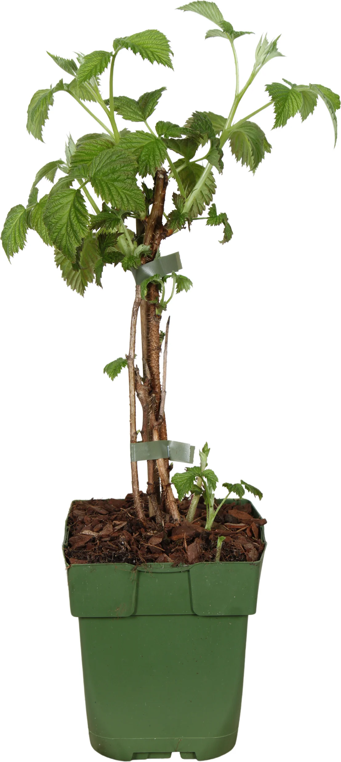 Biologische Herfst- en zomerframboos (Rubus idaeus Twotimer 'Sugana-s-* Red') D 13 H 40 cm